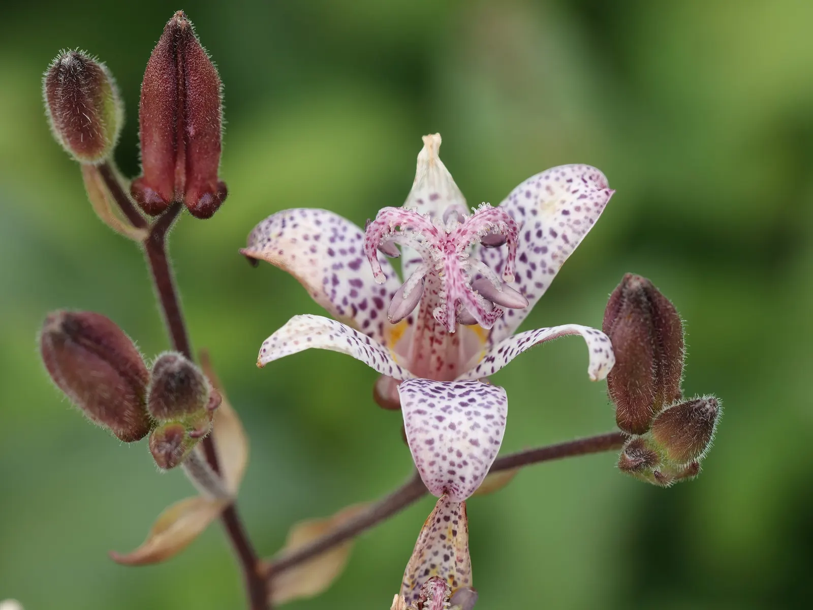 Toad Lily (Tricyrtis Hirta) — or interspersed among ferns and hostas, image 131