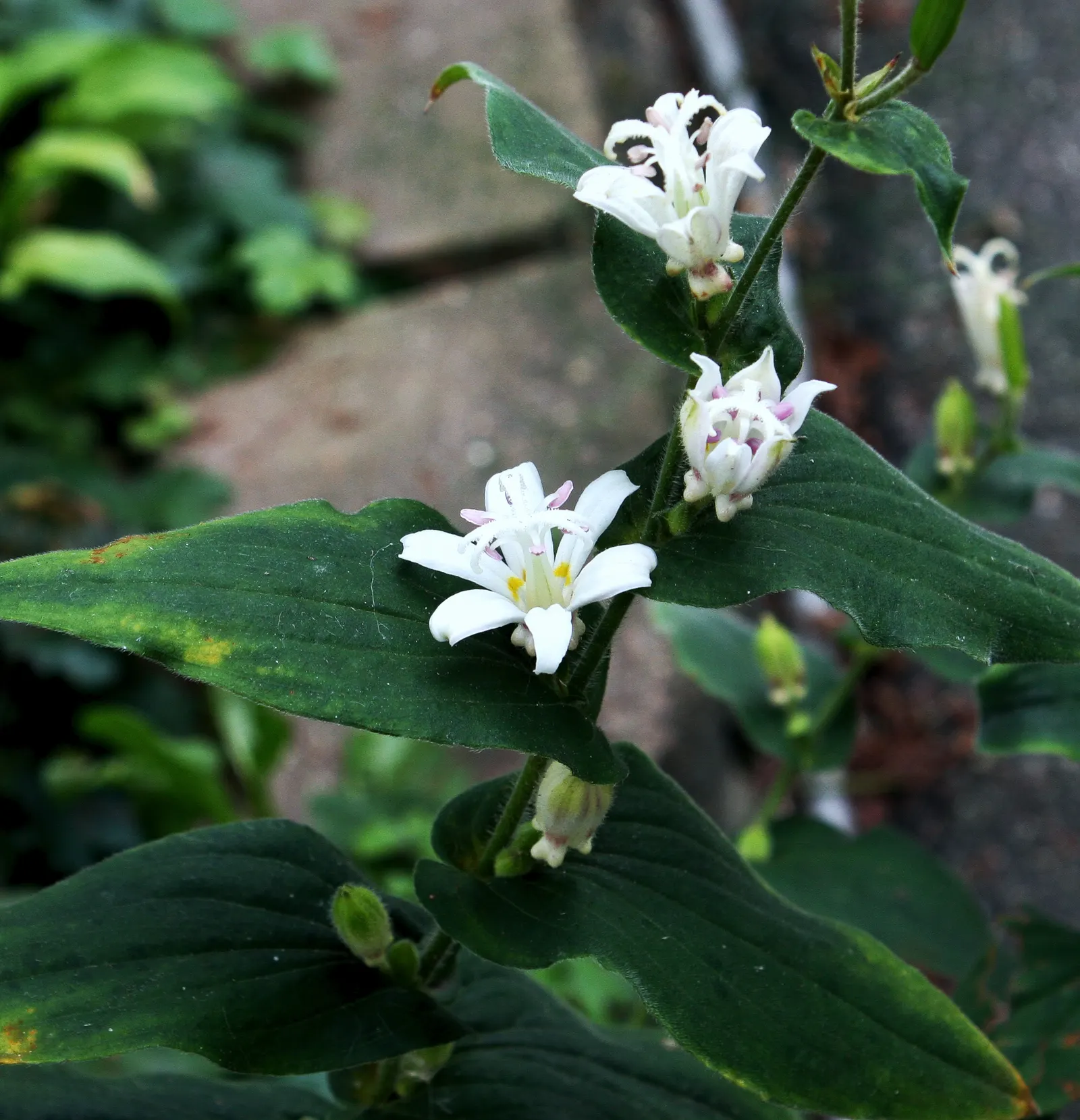 Toad Lily (Tricyrtis Hirta) — under the canopy of larger trees or even nestled on the north side of buildings; arranged in an alternating pattern, image 65