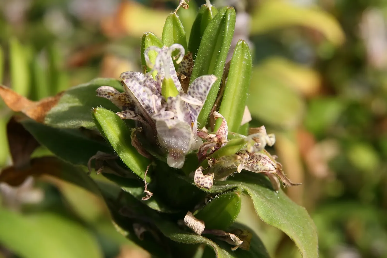 Toad Lily (Tricyrtis Hirta) — This plant requires consistent moisture, with weekly watering advised especially during dry spells; it thrives in, image 75