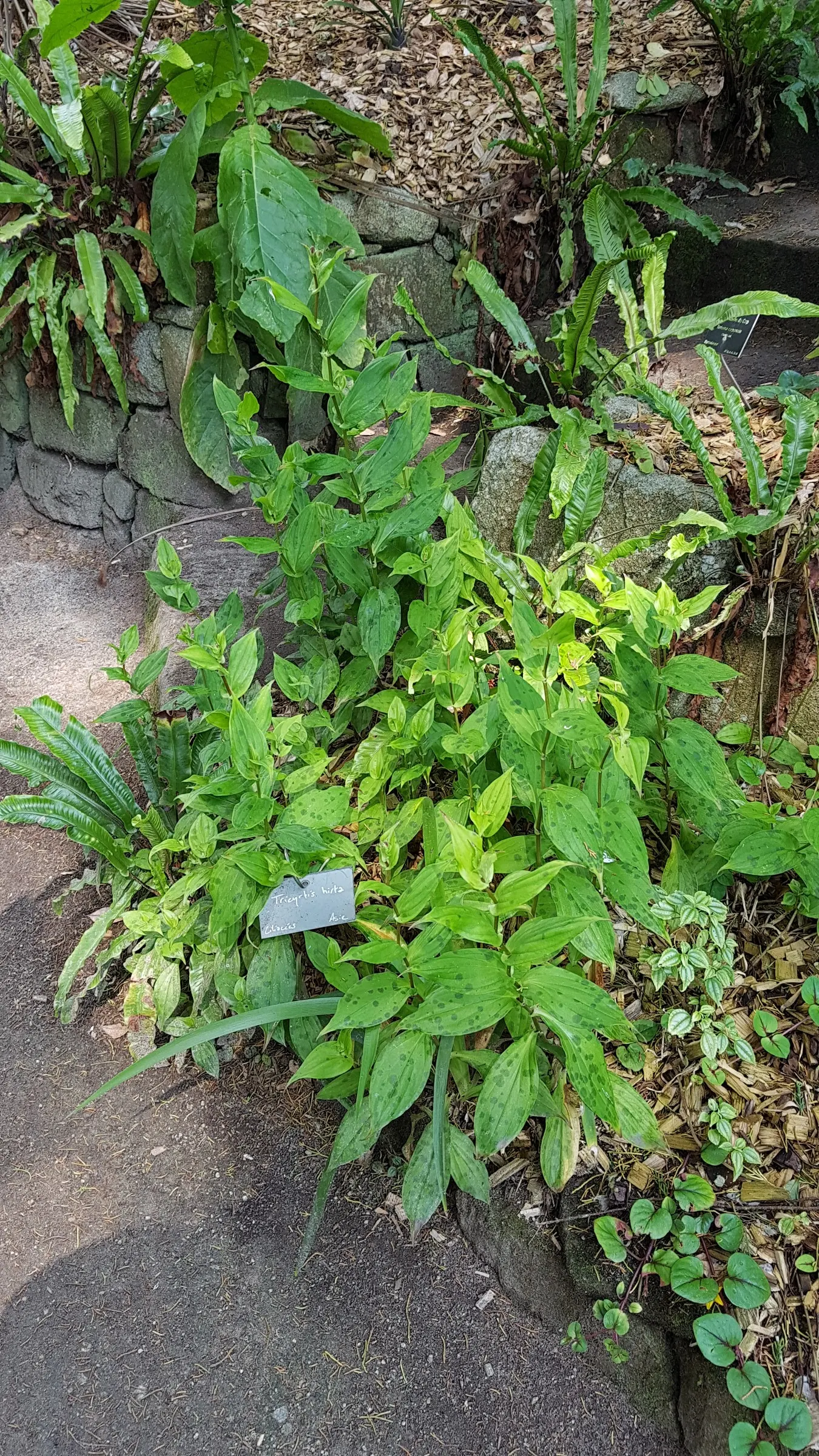 Toad Lily (Tricyrtis Hirta) — blooming in late summer to fall