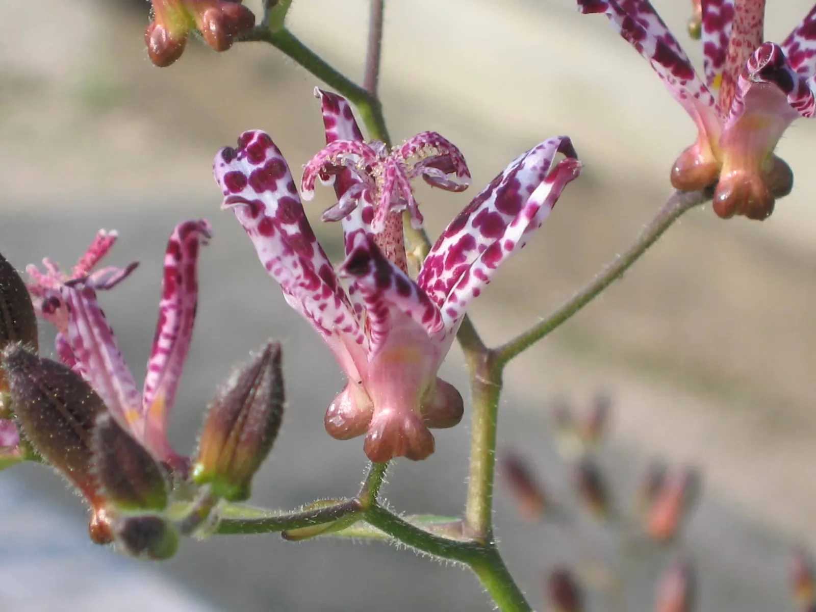 Toad Lily (Tricyrtis Hirta) — under the canopy of larger trees or even nestled on the north side of buildings