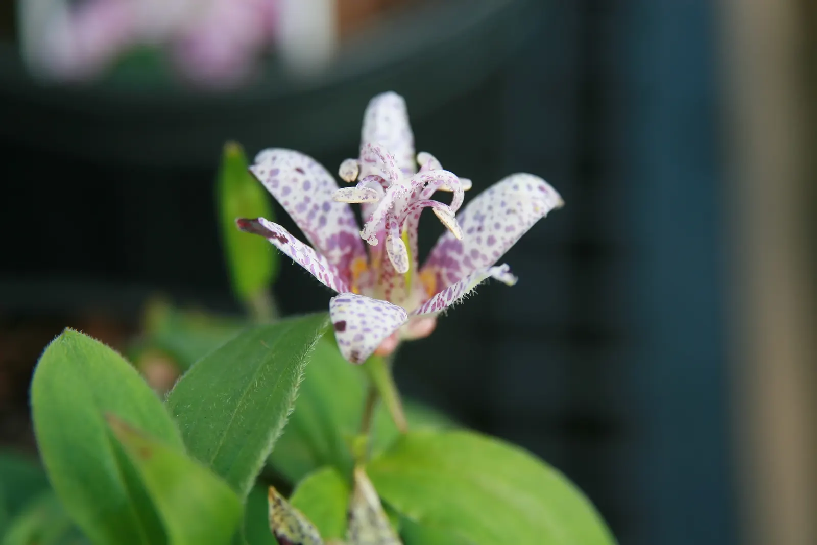 Toad Lily (Tricyrtis Hirta) — multi-colored and purple and red and white flowers in the garden; preferring locations with dappled shade to full, image 79