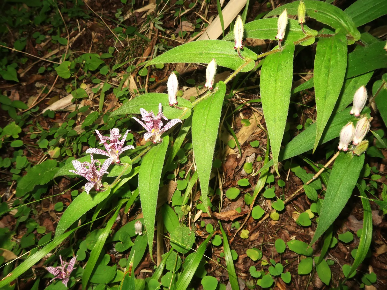 Toad Lily (Tricyrtis Hirta) — providing a burst of color when many other plants are fading; commonly known as Toad Lily, image 70