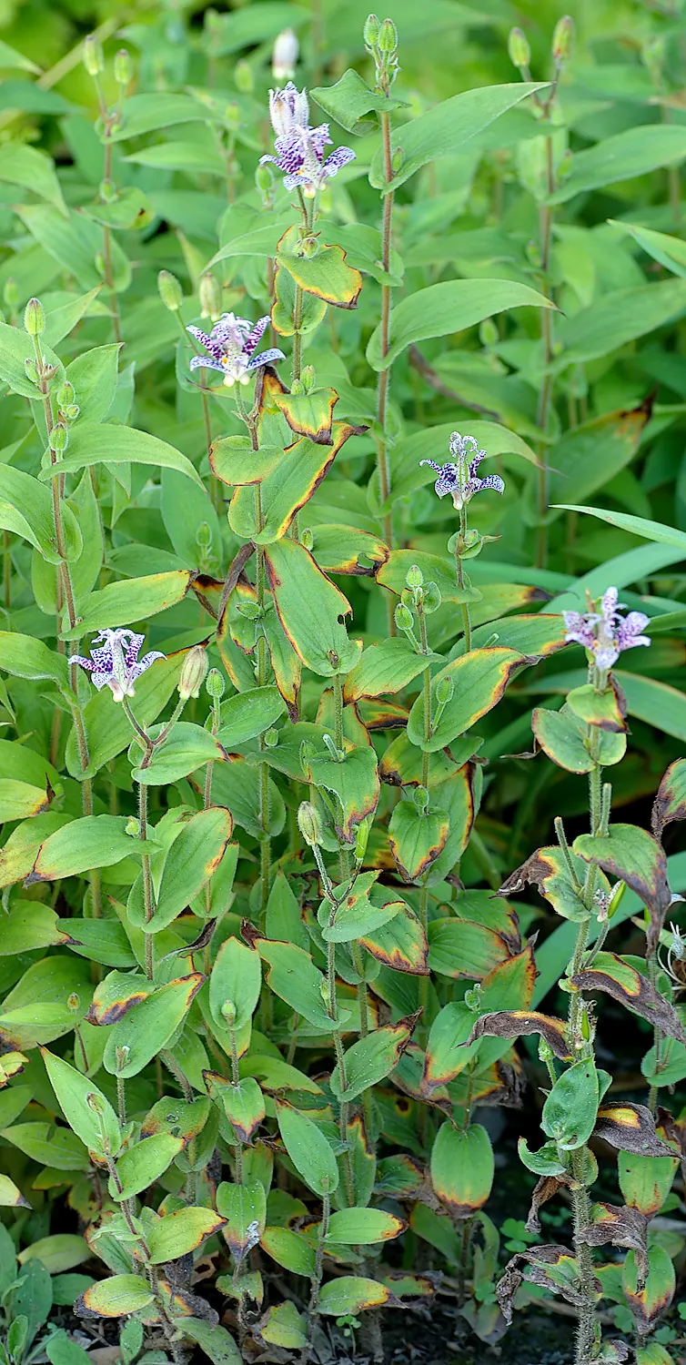 Toad Lily (Tricyrtis Hirta) — speckled flowers appear in late summer to fall