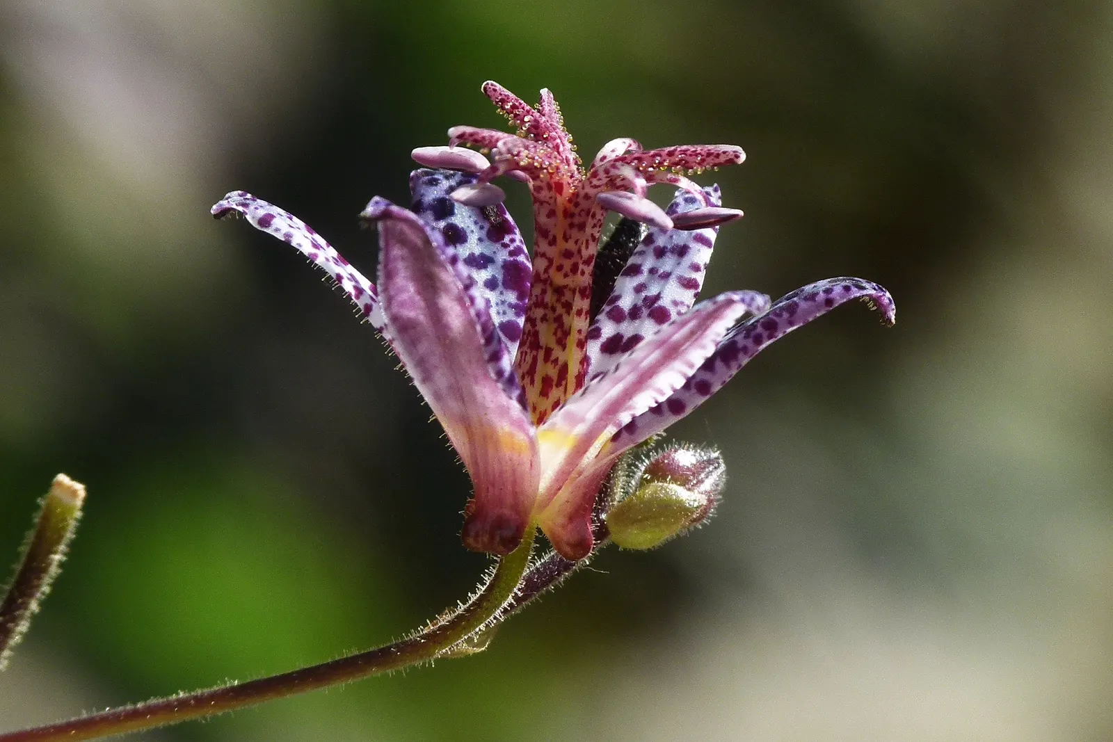 Toad Lily (Tricyrtis Hirta) — is a remarkable perennial that adds a touch of exotic elegance to any shade garden