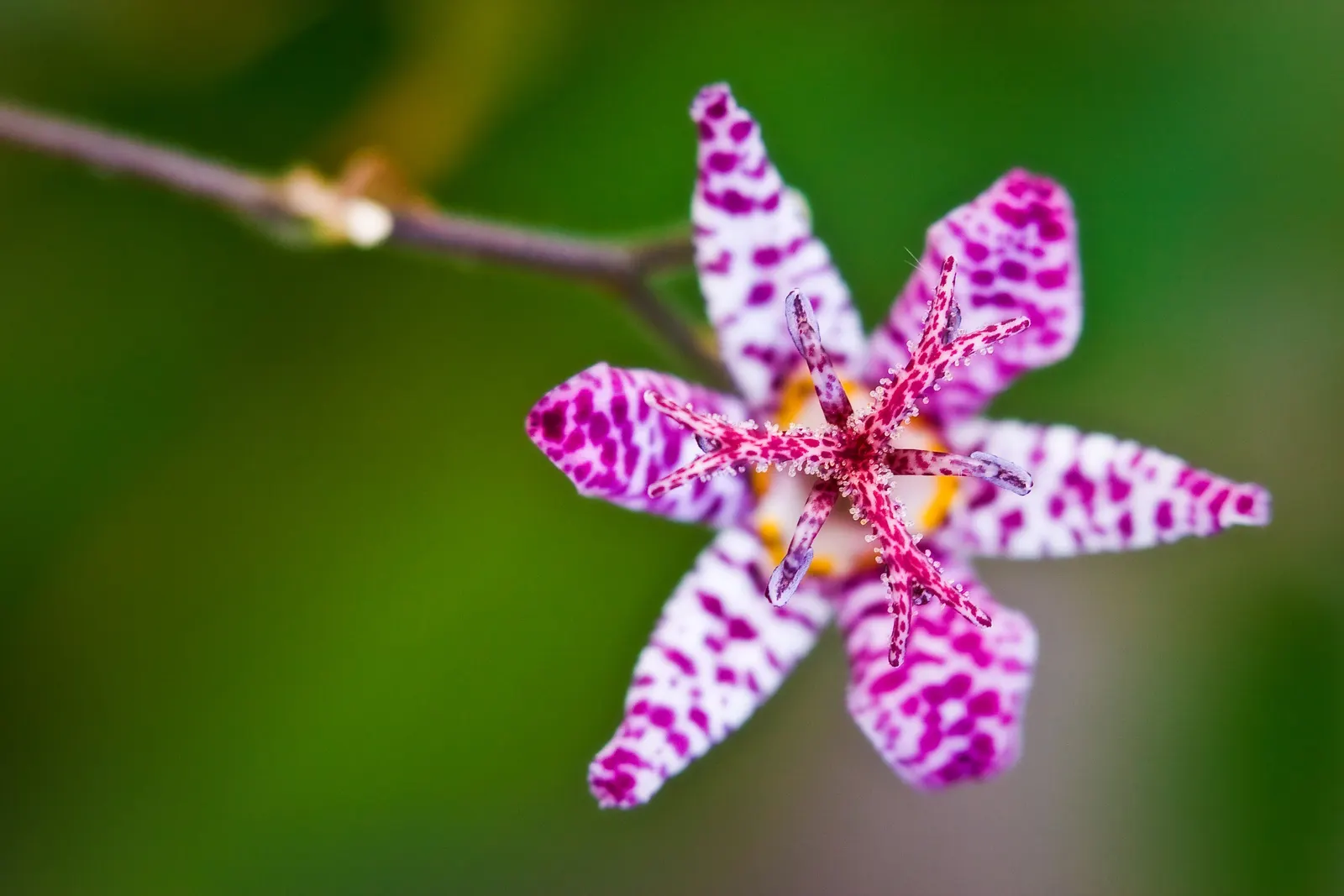 Toad Lily (Tricyrtis Hirta) — Tricyrtis hirta is sure to add intrigue and beauty to the landscape; preferring partial to full shade, image 105