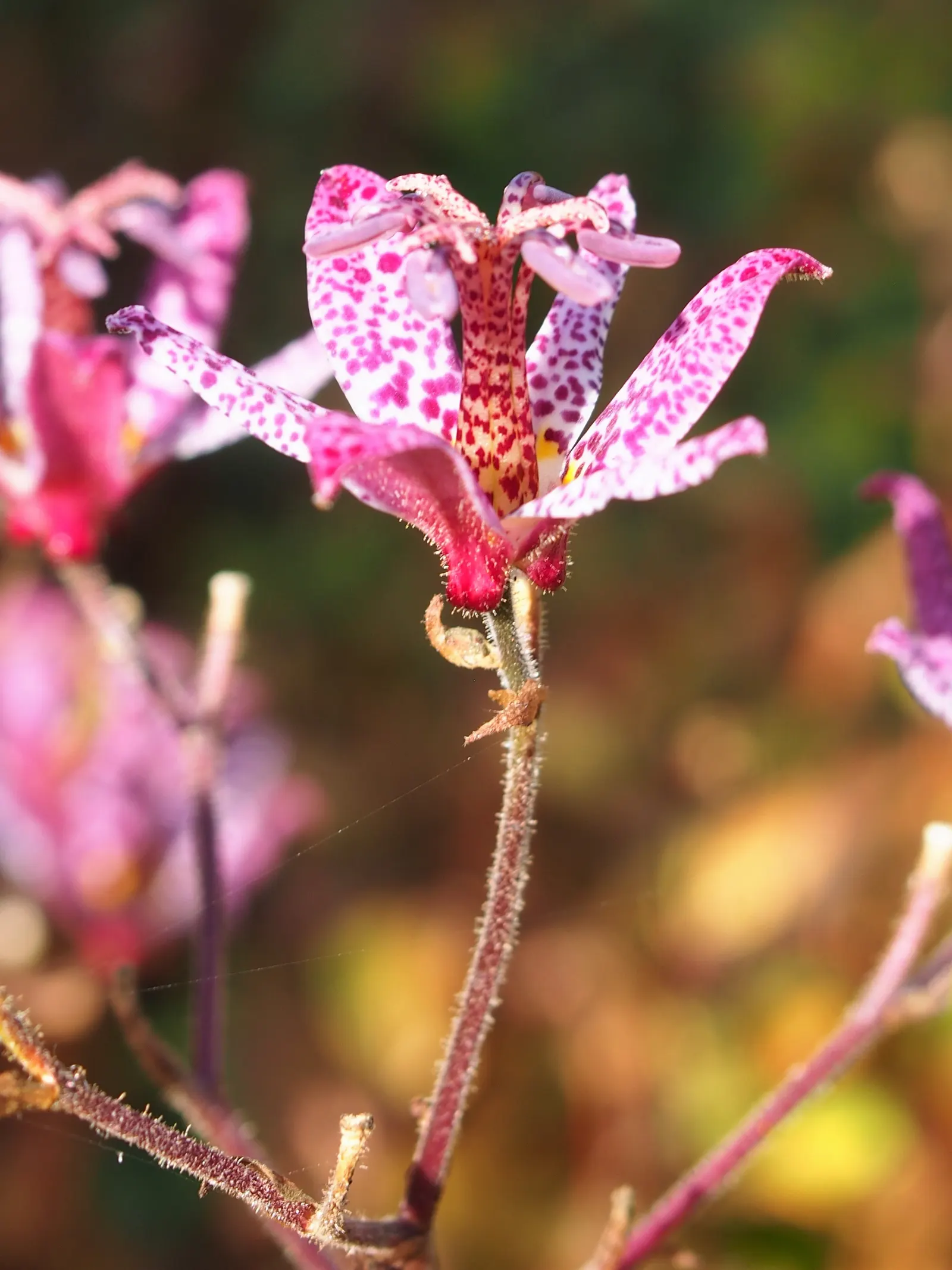 Toad Lily (Tricyrtis Hirta) — under the canopy of larger trees or even nestled on the north side of buildings; arranged in an alternating pattern, image 119