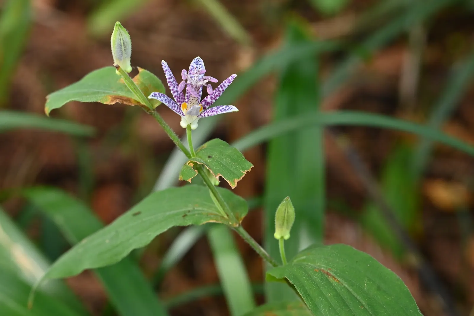 Toad Lily (Tricyrtis Hirta) — Hardy in zones 4-9, it offers late-season interest