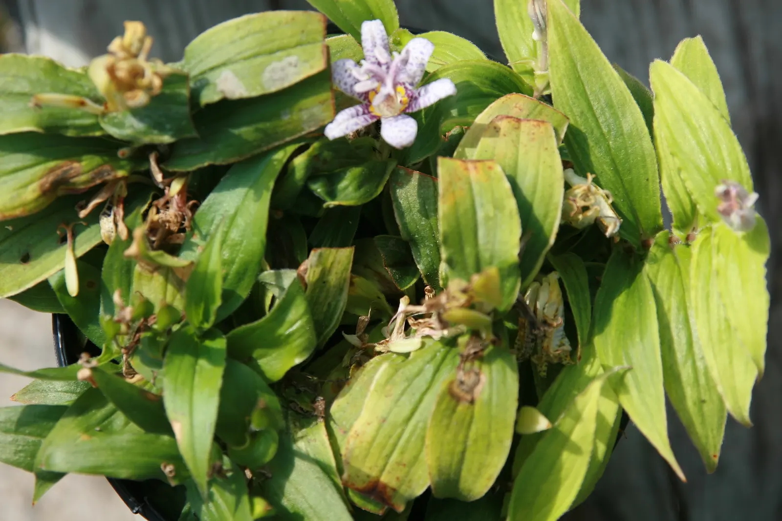 Toad Lily (Tricyrtis Hirta) — Its blooms are a visual delight - orchid-like, image 68