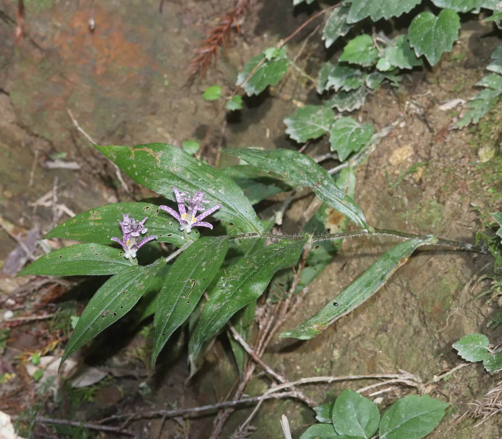 Toad Lily (Tricyrtis Hirta) — commonly referred to as Toad Lily; glossy green leaves that can be up to 6 inches long, image 88