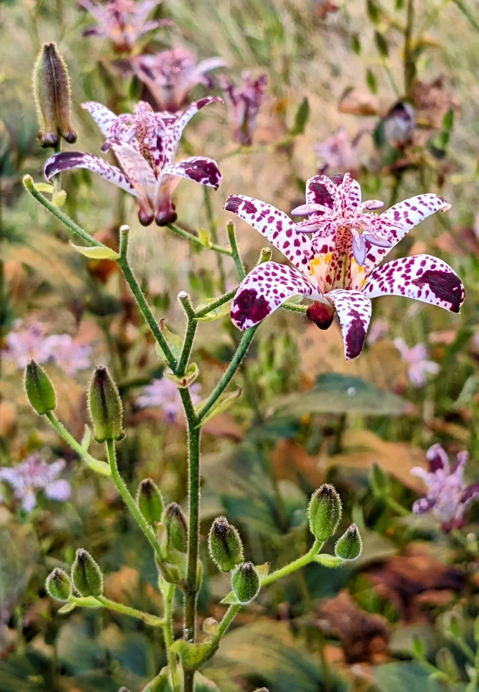 Toad Lily (Tricyrtis Hirta) — it thrives in Zones 4 through 9; hardy in zones 4-9, it offers late-season interest, image 117