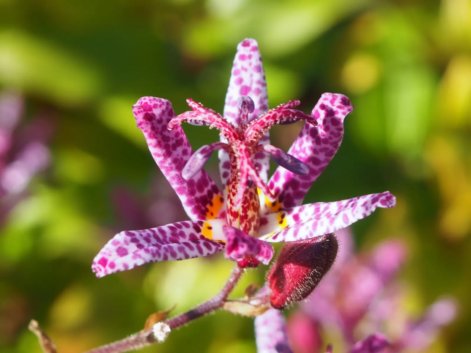 Toad Lily (Tricyrtis Hirta) — perennial with multi-colored and purple and red and white blooms; flower colors range from white to lavender, image 107