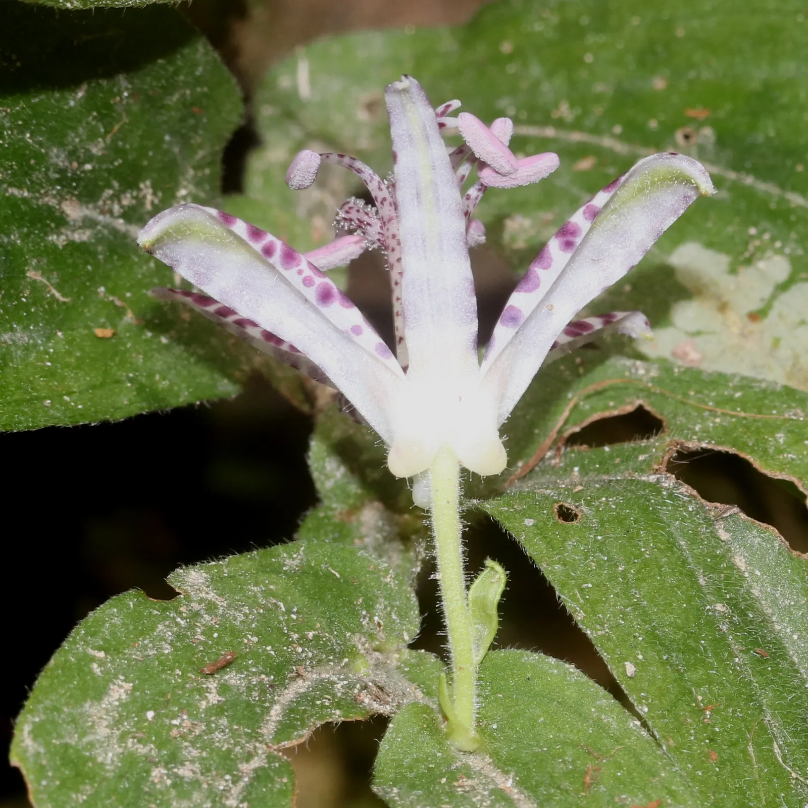 Toad Lily (Tricyrtis Hirta) — Its blooms are a visual delight - orchid-like, image 95