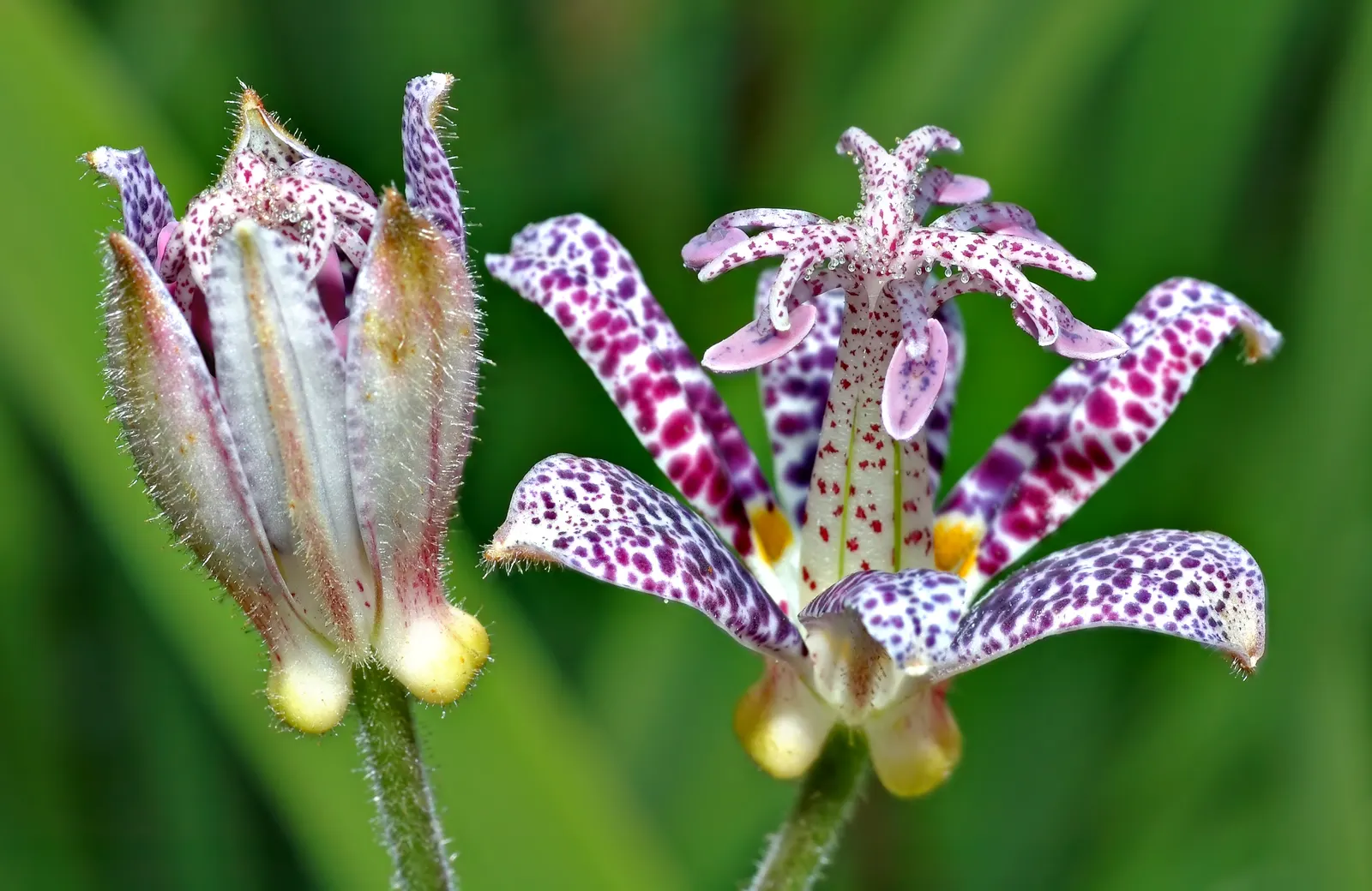 Toad Lily (Tricyrtis Hirta) — multi-colored and purple and red and white flowers in the garden; preferring locations with dappled shade to full, image 106