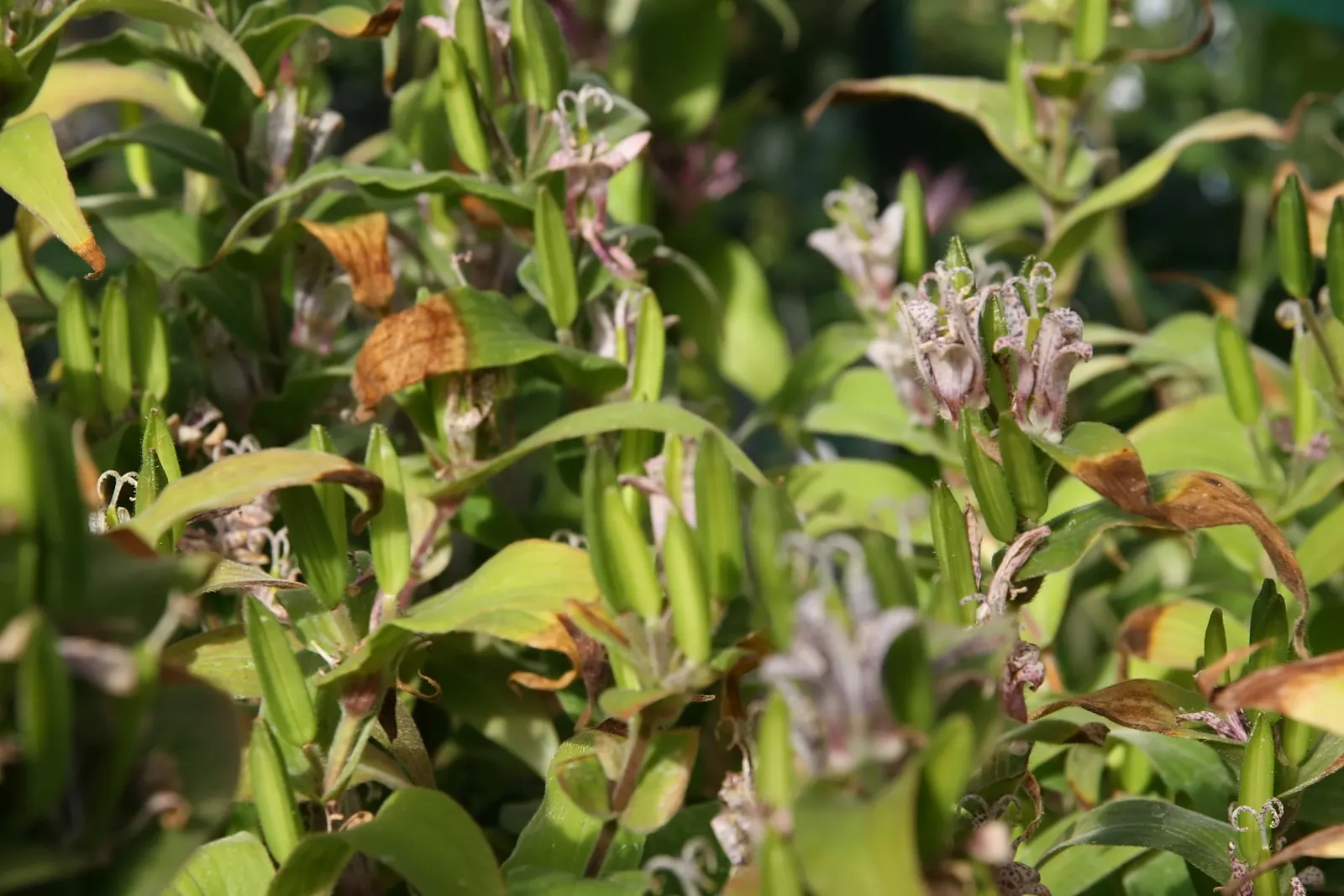 Toad Lily (Tricyrtis Hirta) — heavily spotted with deep purple; speckled flowers appear in late summer to fall, image 72