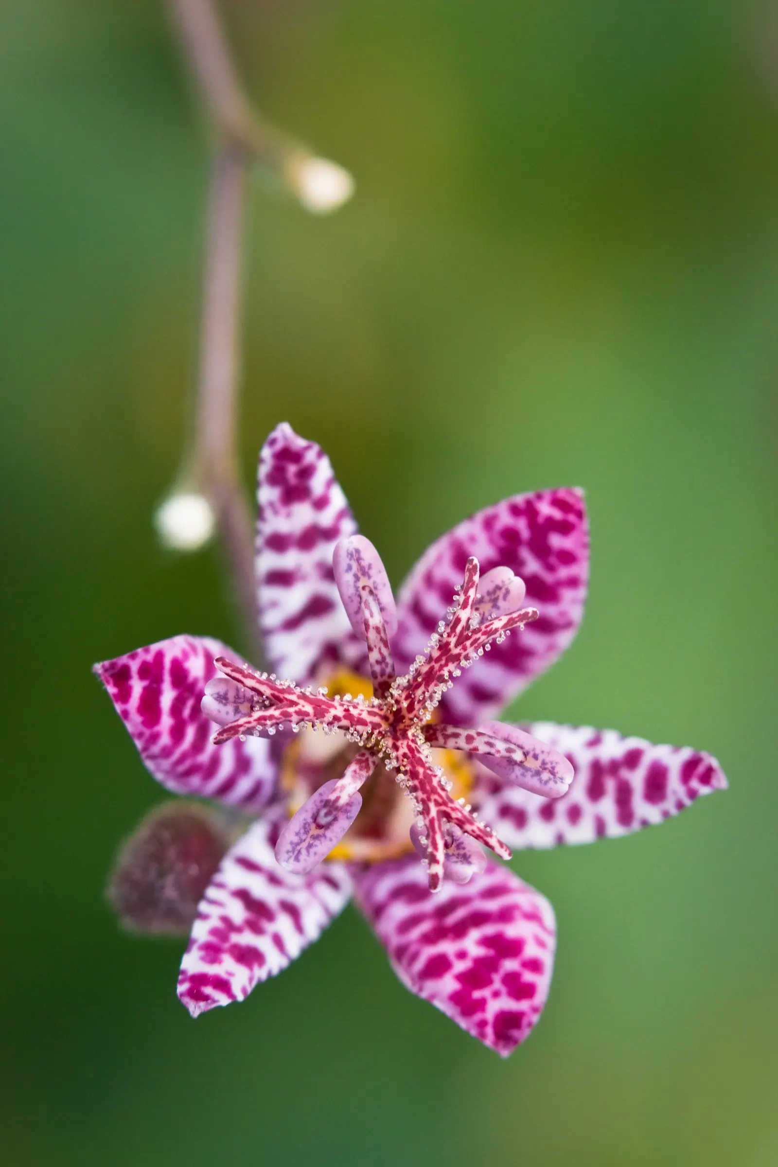 Toad Lily (Tricyrtis Hirta) — This plant requires consistent moisture, with weekly watering advised especially during dry spells; it thrives in, image 102