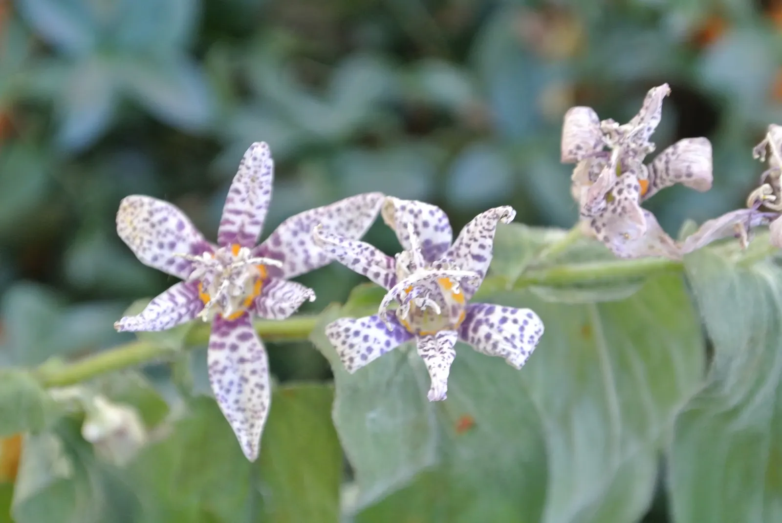 Toad Lily (Tricyrtis Hirta) — Hardy in zones 4-9, it offers late-season interest; this unique plant demands well-draining soil rich in organic, image 87