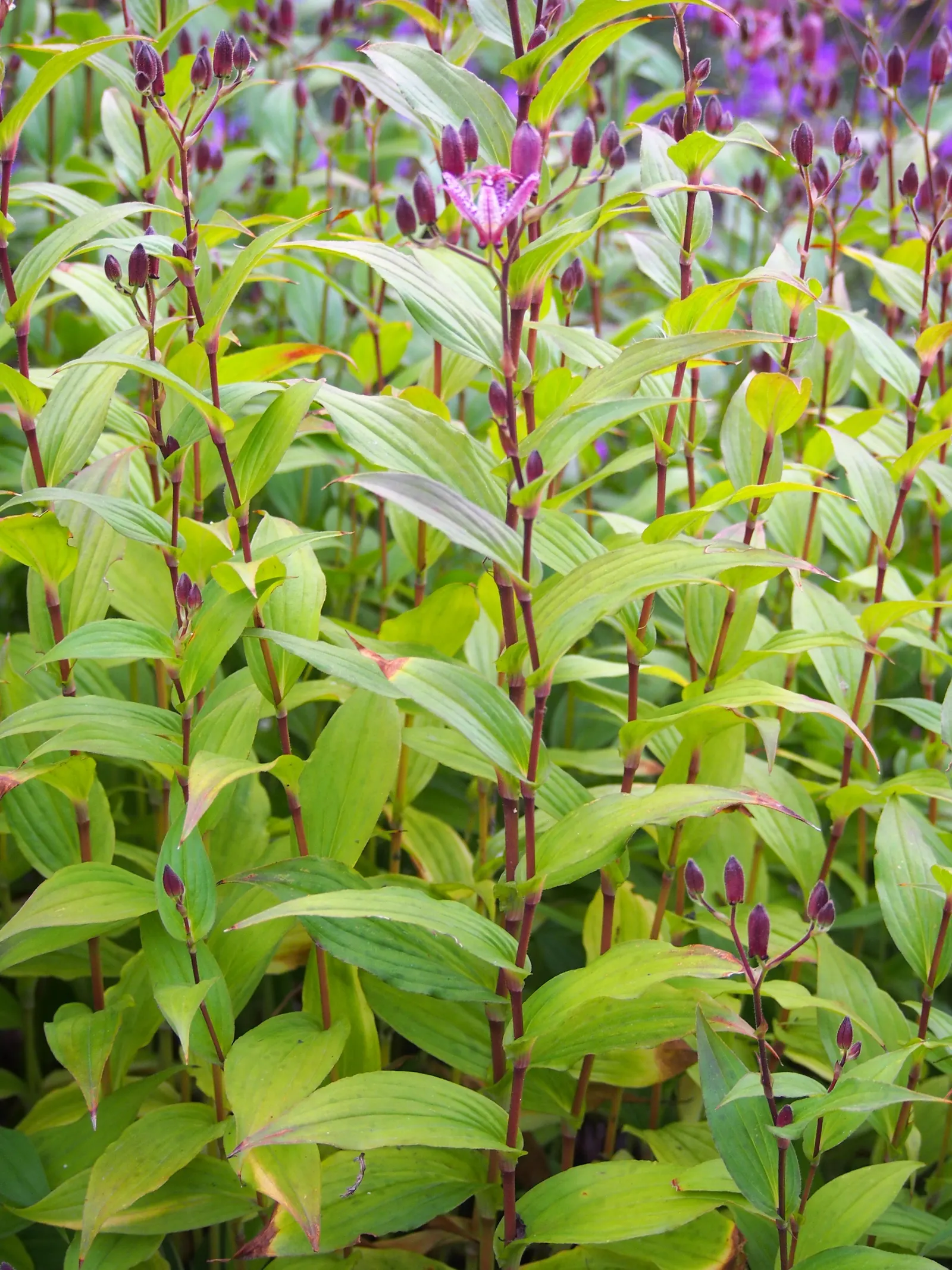Toad Lily (Tricyrtis Hirta) — Its unique blooms and graceful arching stems add a touch of elegance to woodland gardens and shaded borders, image 113