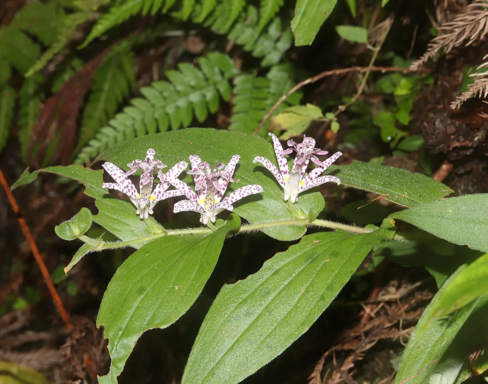 Toad Lily (Tricyrtis Hirta) — or interspersed among ferns and hostas, image 77