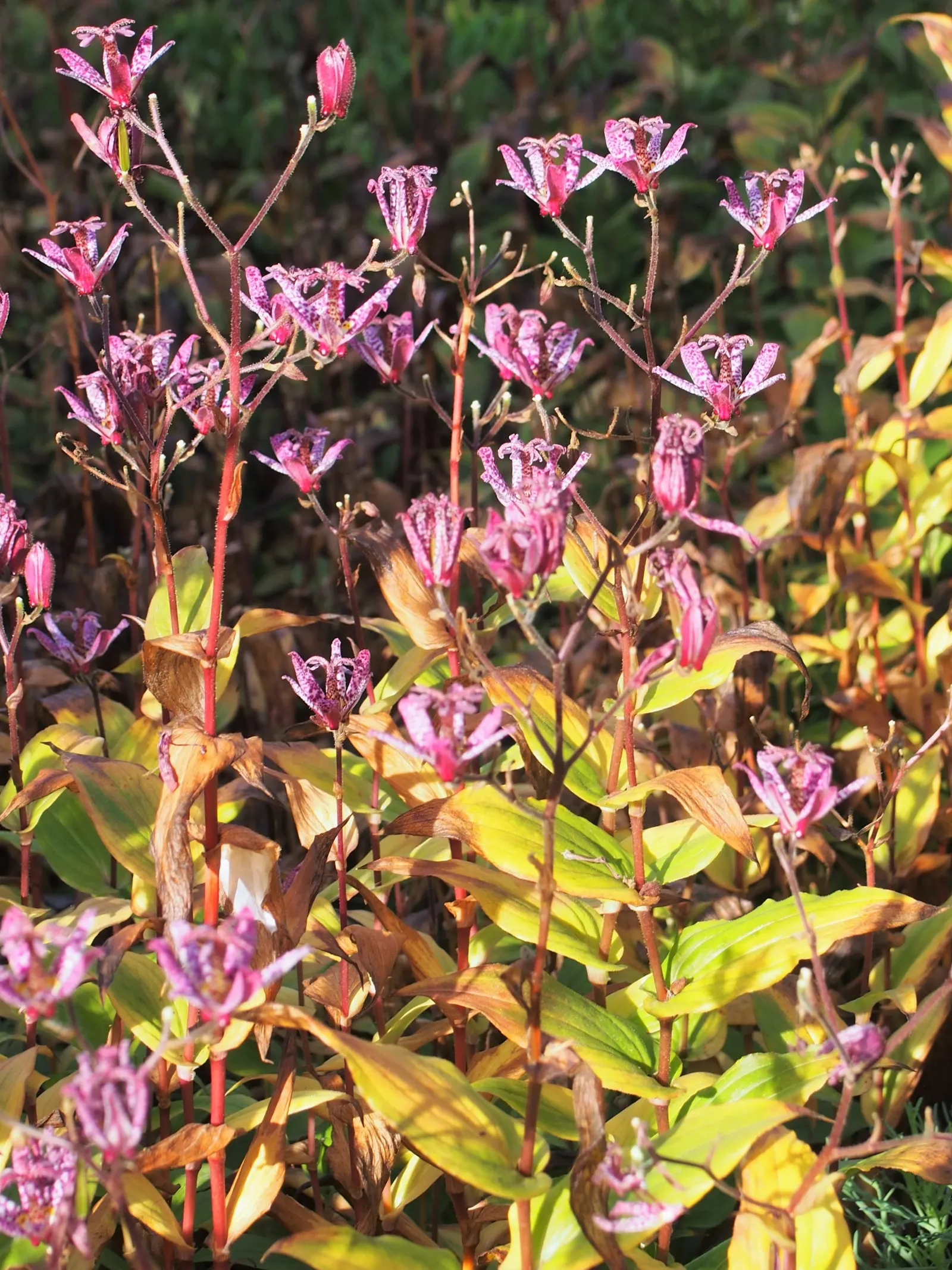 Toad Lily (Tricyrtis Hirta) — is a remarkable perennial that adds a touch of exotic elegance to any shade garden; perennial with multi-colored and, image 116