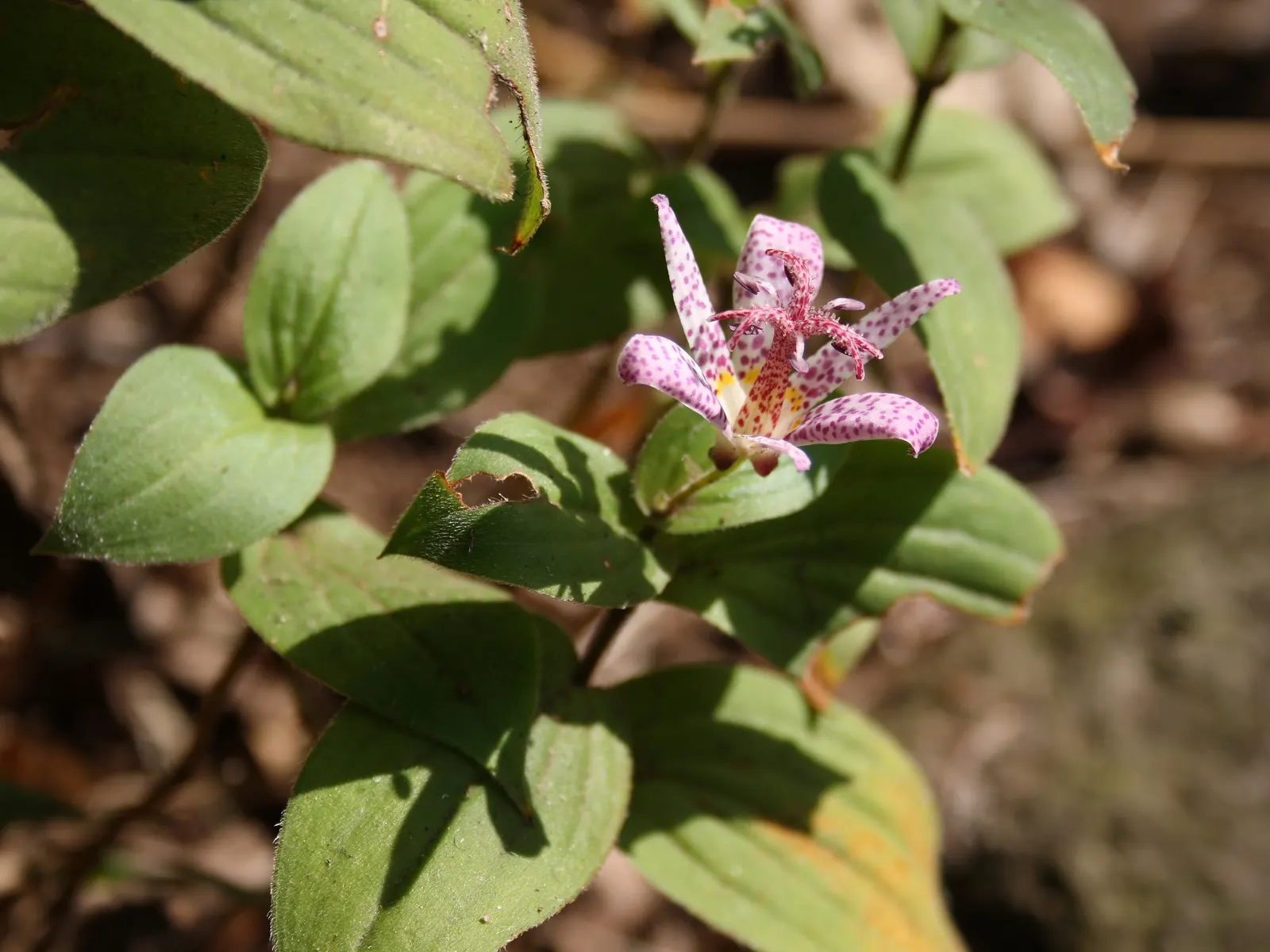 Toad Lily (Tricyrtis Hirta) — Preferring partial to full shade; heavily spotted with deep purple, image 84