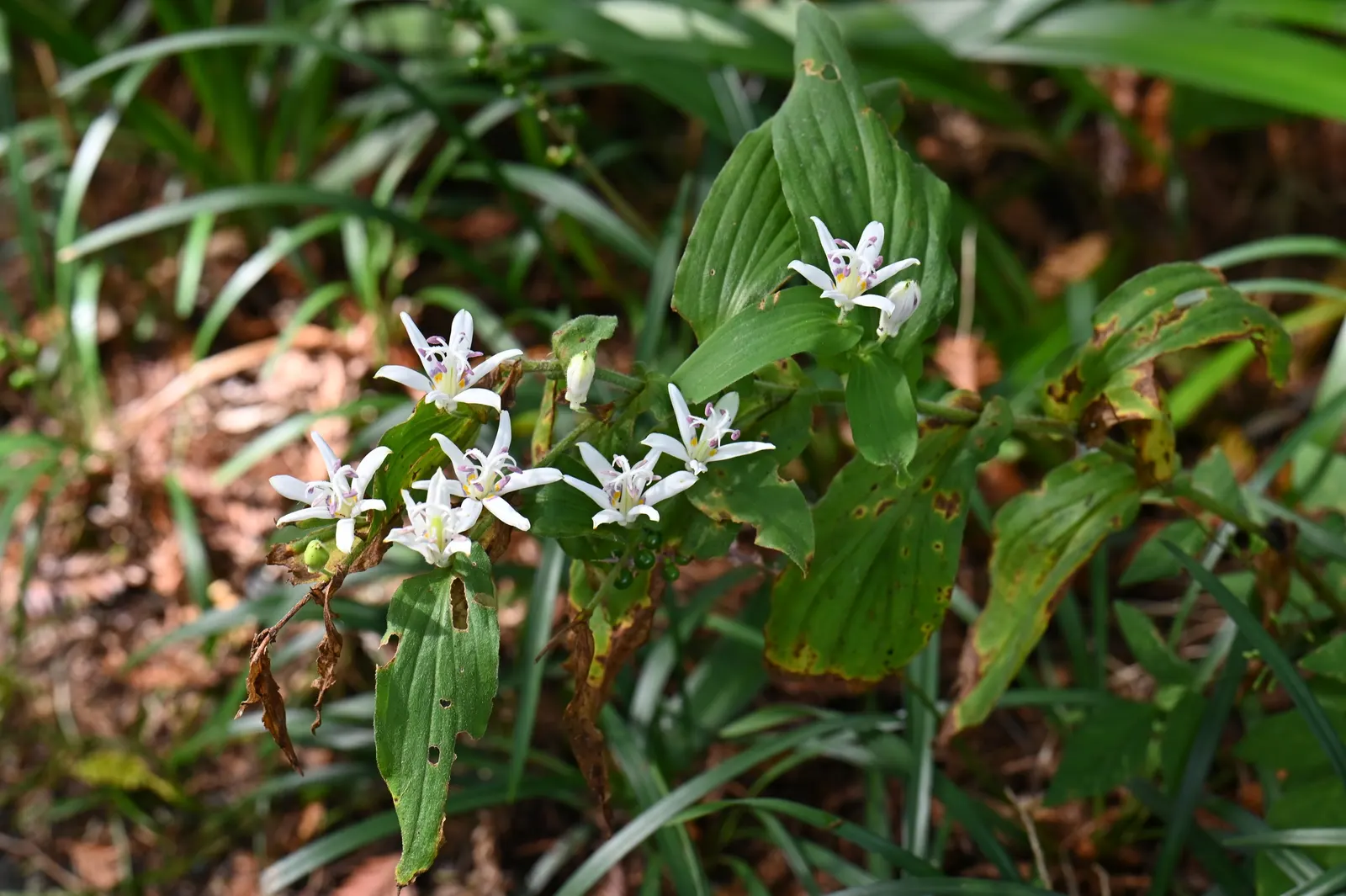 Toad Lily (Tricyrtis Hirta) — Its unique blooms and graceful arching stems add a touch of elegance to woodland gardens and shaded borders