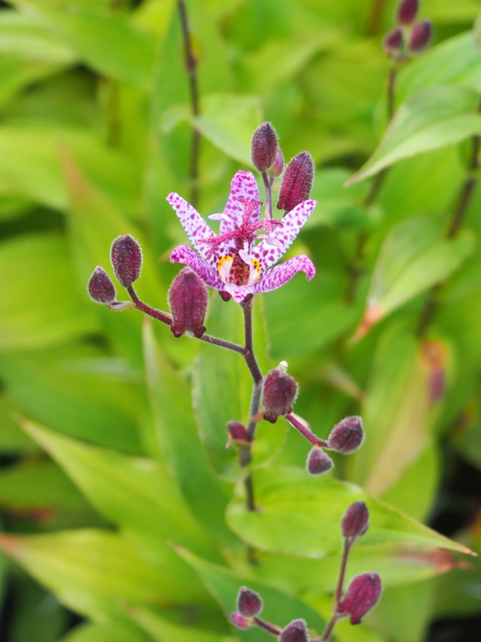 Toad Lily (Tricyrtis Hirta) — commonly referred to as Toad Lily; glossy green leaves that can be up to 6 inches long, image 115