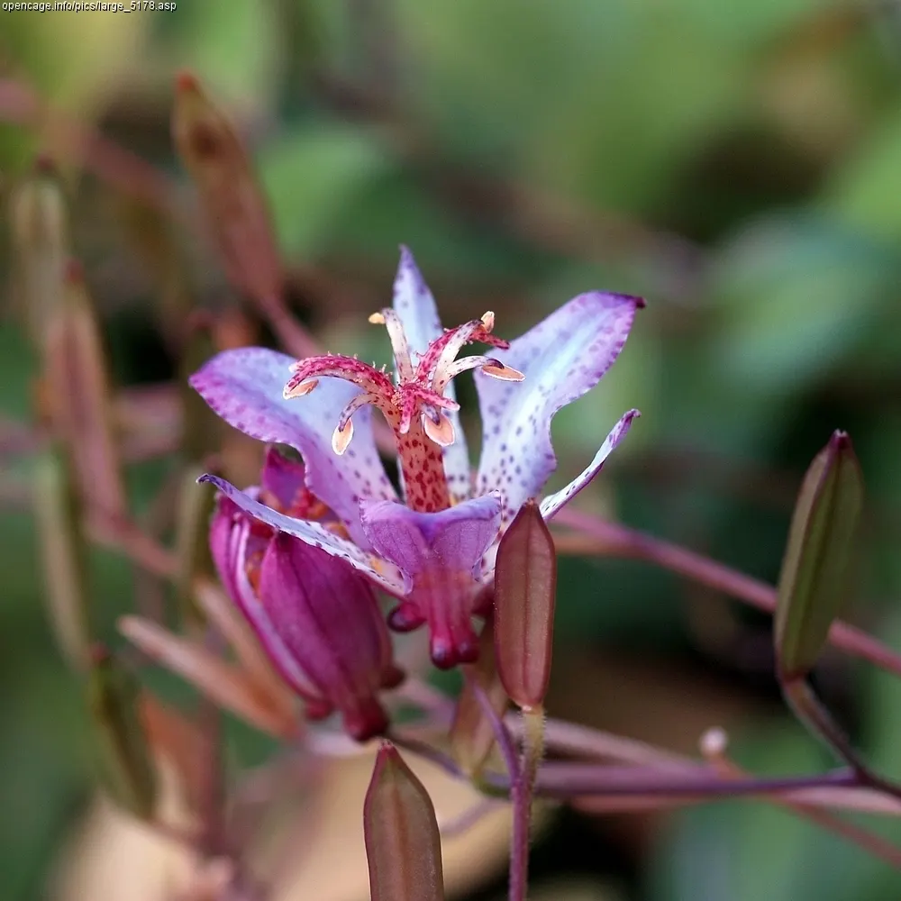 Toad Lily (Tricyrtis Hirta) — This unique plant demands well-draining soil rich in organic matter
