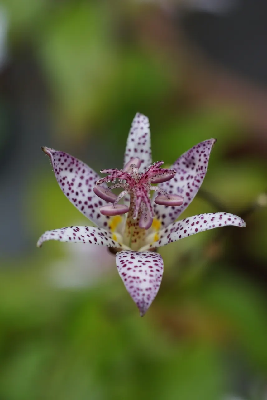 Toad Lily (Tricyrtis Hirta) — This unique plant demands well-draining soil rich in organic matter; perennial for half, image 120