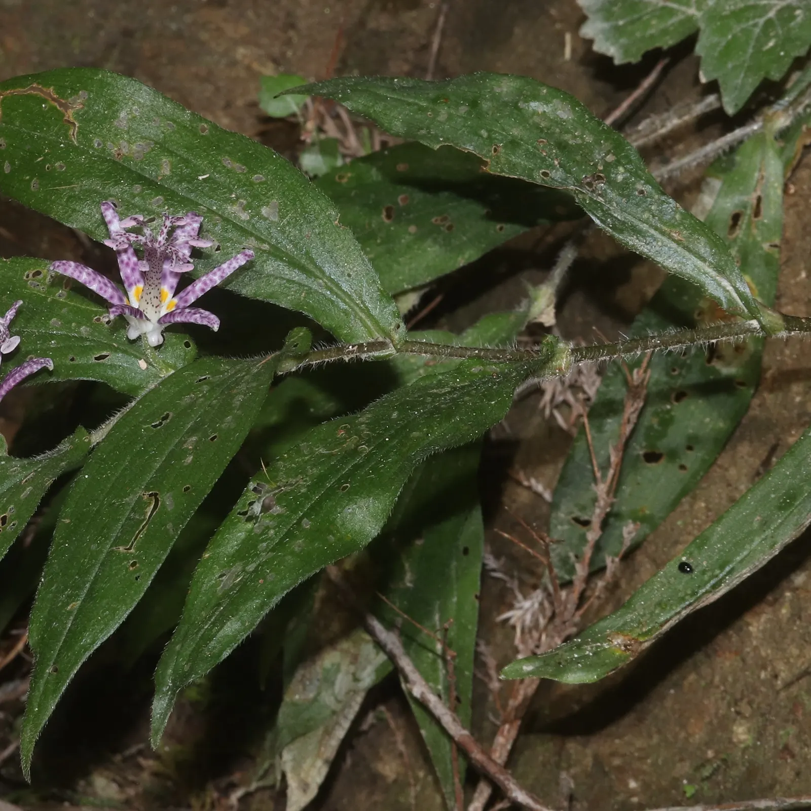 Toad Lily (Tricyrtis Hirta) — is a remarkable perennial that adds a touch of exotic elegance to any shade garden; perennial with multi-colored and, image 89