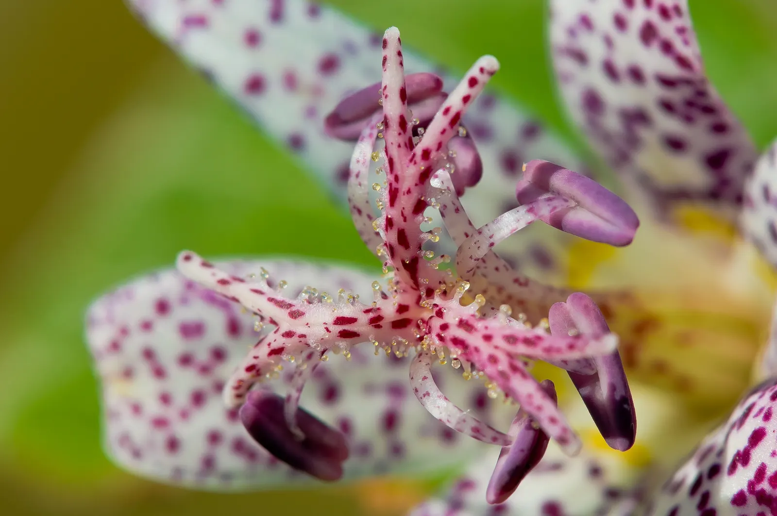 Toad Lily (Tricyrtis Hirta) — making it an ideal understory plant that adds texture and interest without dominating the space; commonly referred to, image 94