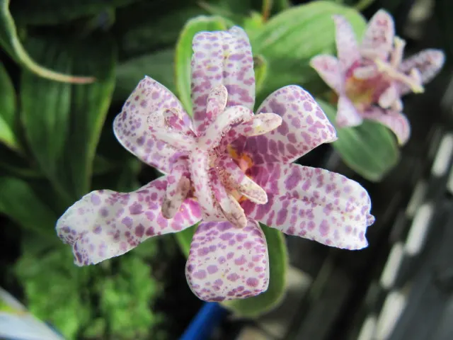 Toad Lily (Tricyrtis Hirta) — enriching the biodiversity of the space; providing a burst of color when many other plants are fading, image 130