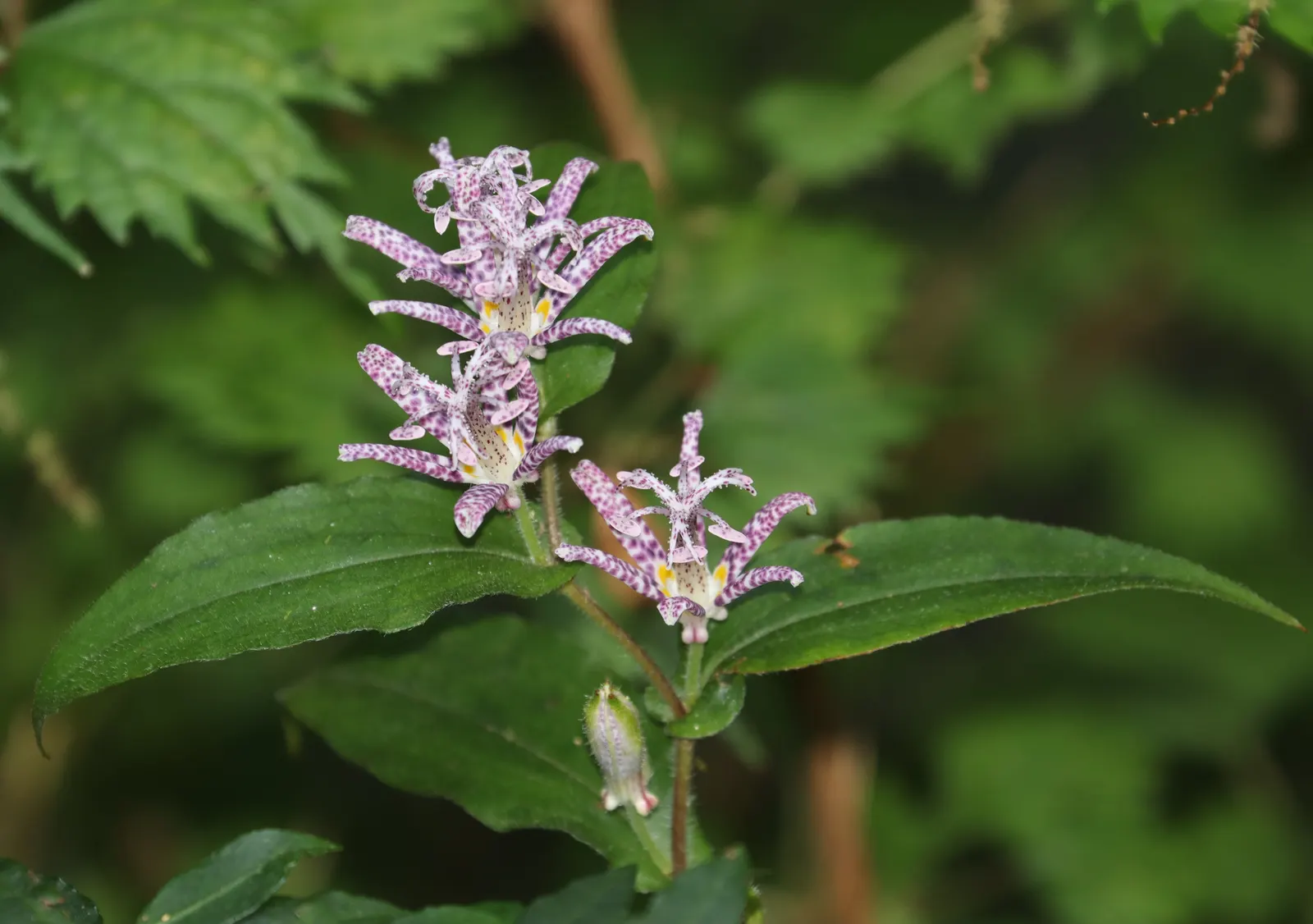 Toad Lily (Tricyrtis Hirta) — This plant requires consistent moisture, with weekly watering advised especially during dry spells; it thrives in, image 129