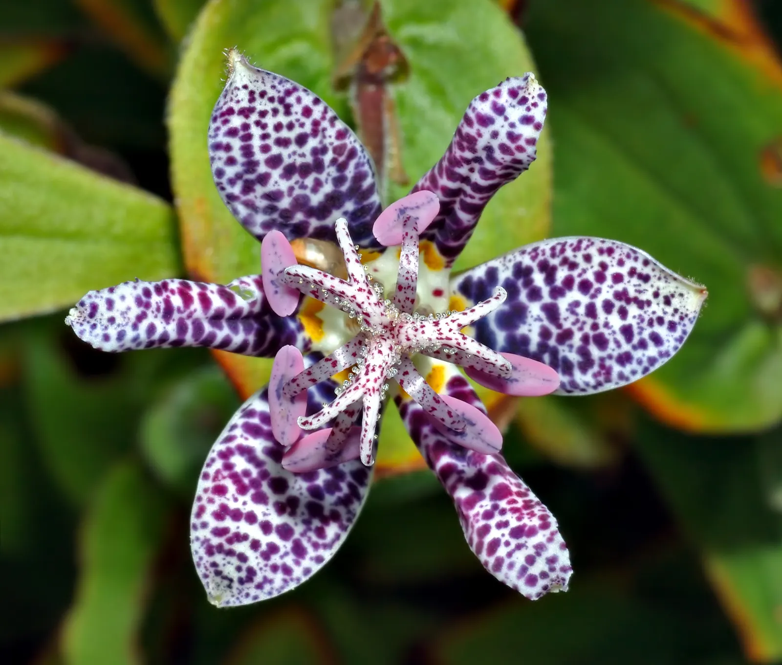 Toad Lily (Tricyrtis Hirta) — perennial for half; tricyrtis hirta is sure to add intrigue and beauty to the landscape, image 108