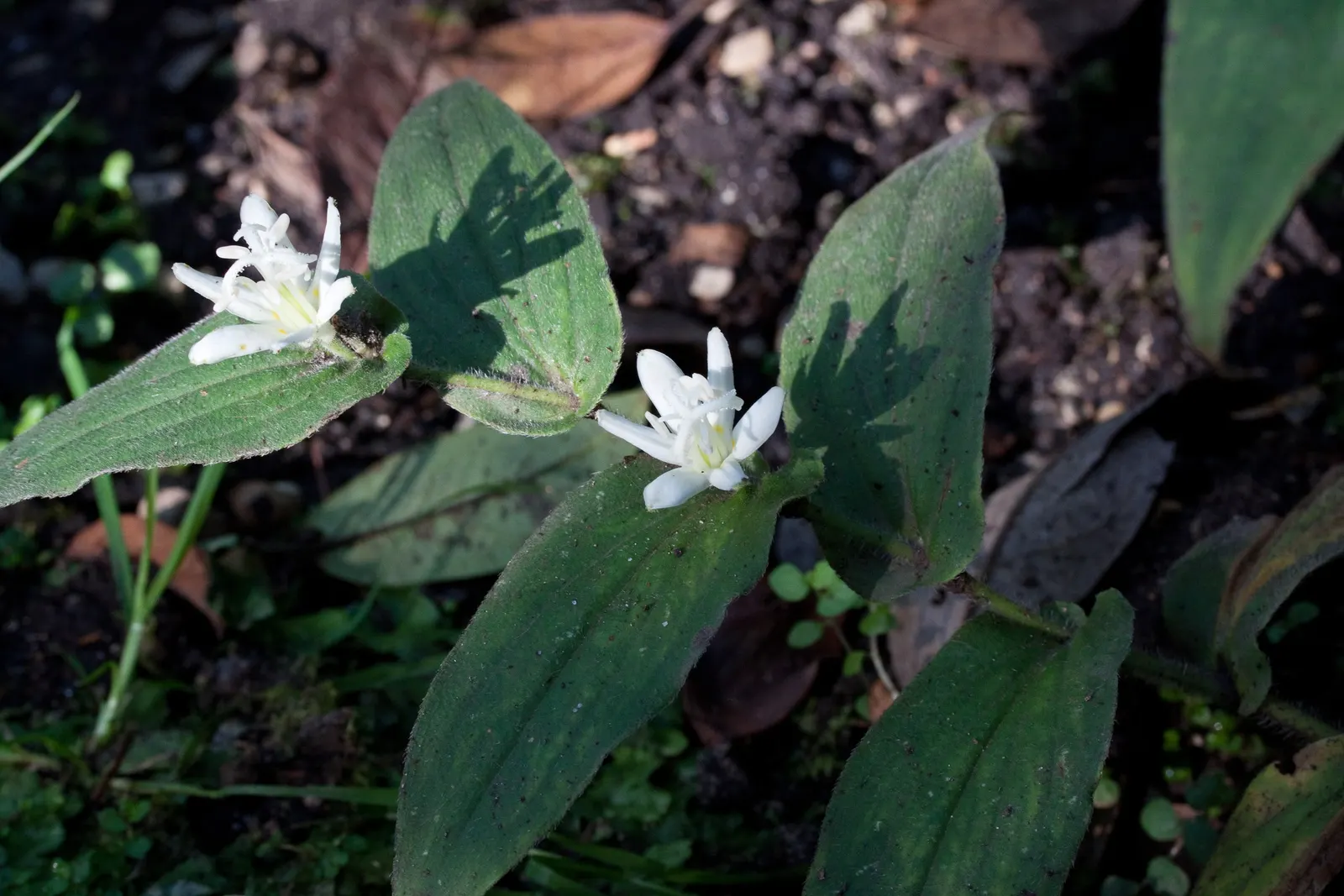 Toad Lily (Tricyrtis Hirta) — enriching the biodiversity of the space; providing a burst of color when many other plants are fading, image 76