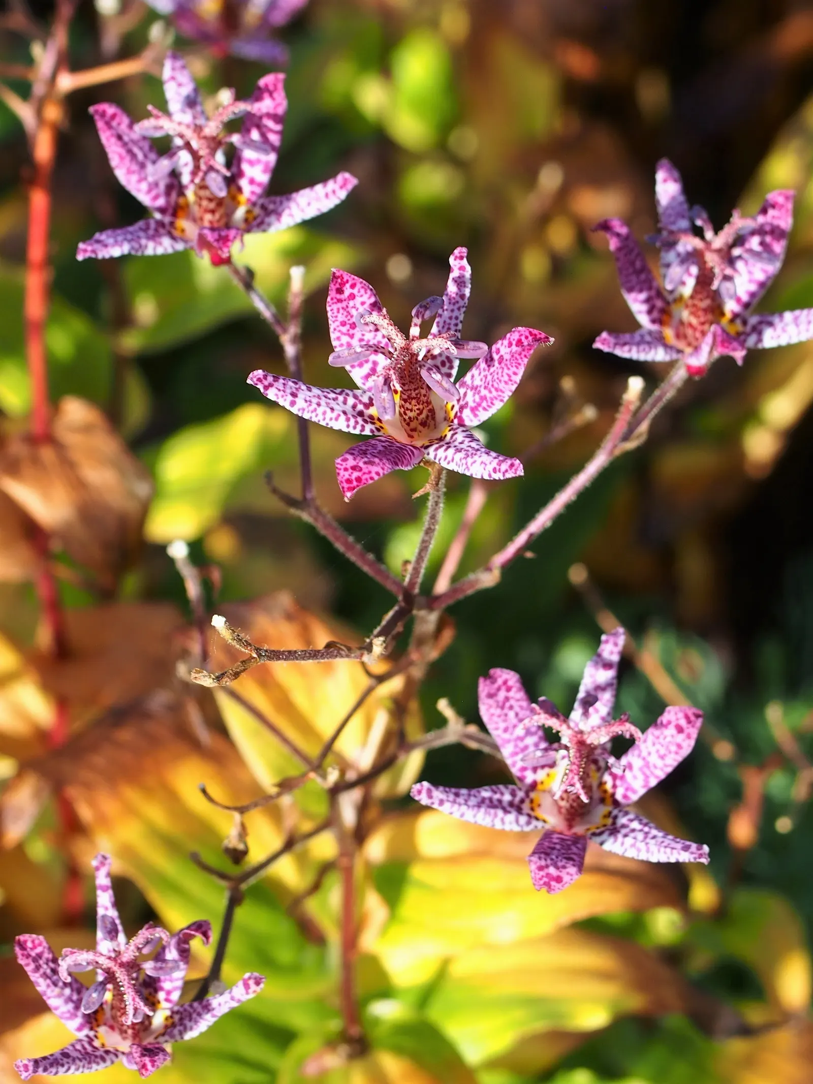 Toad Lily (Tricyrtis Hirta) — preferring locations with dappled shade to full shade; making it an ideal understory plant that adds texture and, image 118
