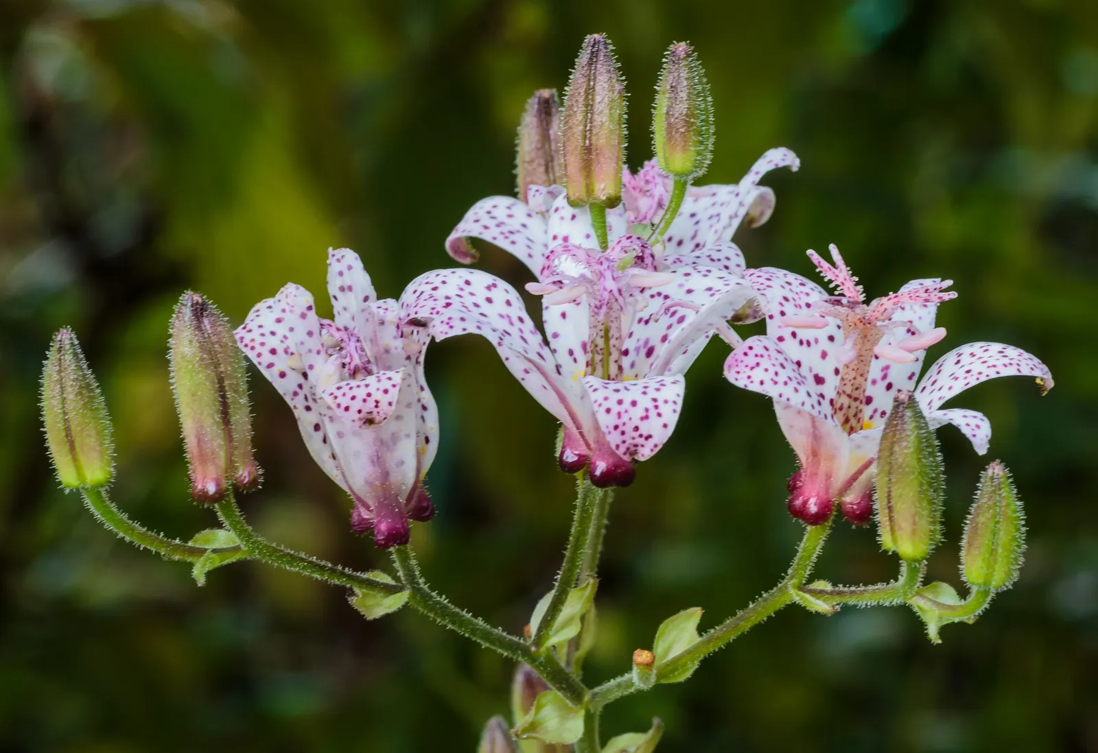 Toad Lily (Tricyrtis Hirta) — Its blooms are a visual delight - orchid-like