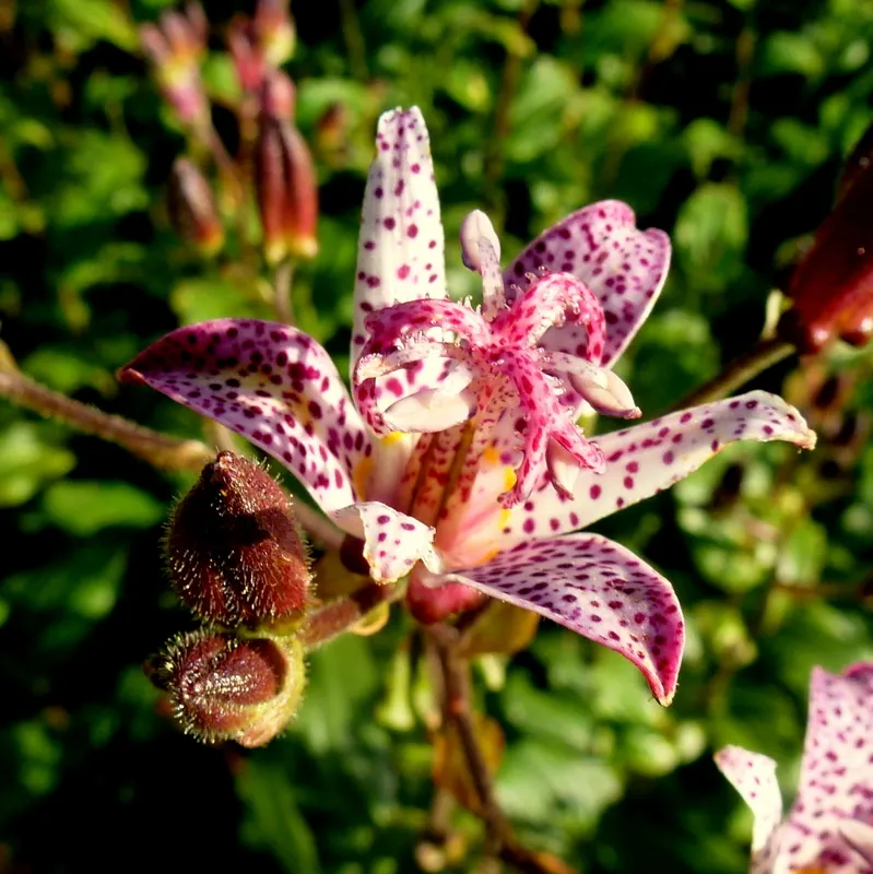 Toad Lily (Tricyrtis Hirta) — arranged in an alternating pattern along arching stems; blooming in late summer to fall, image 101
