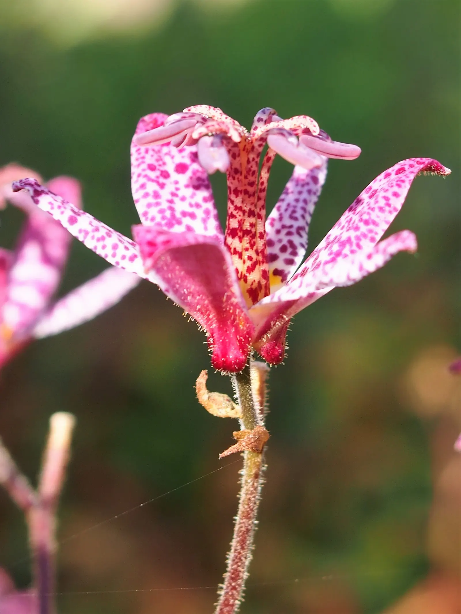 Toad Lily (Tricyrtis Hirta) — Preferring partial to full shade; heavily spotted with deep purple, image 111