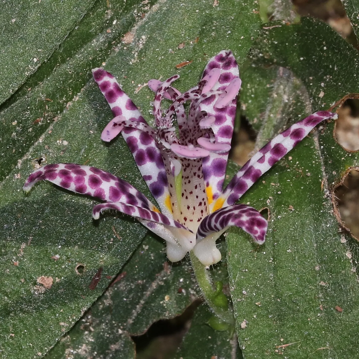 Toad Lily (Tricyrtis Hirta) — it thrives in Zones 4 through 9; hardy in zones 4-9, it offers late-season interest, image 90
