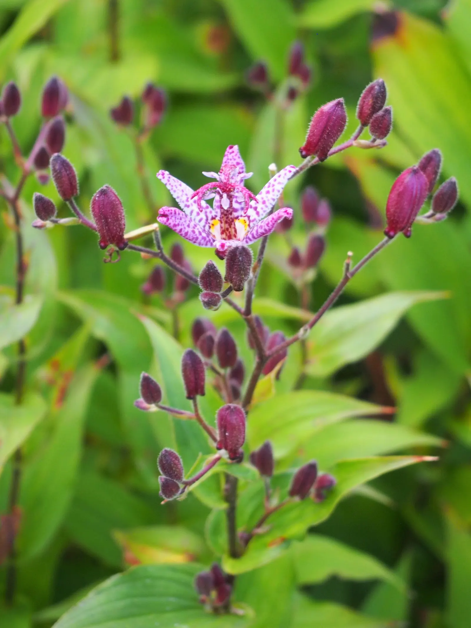 Toad Lily (Tricyrtis Hirta) — reaching 2 to 3 feet in height and spreading up to 2 feet wide; multi-colored and purple and red and white flowers in, image 112