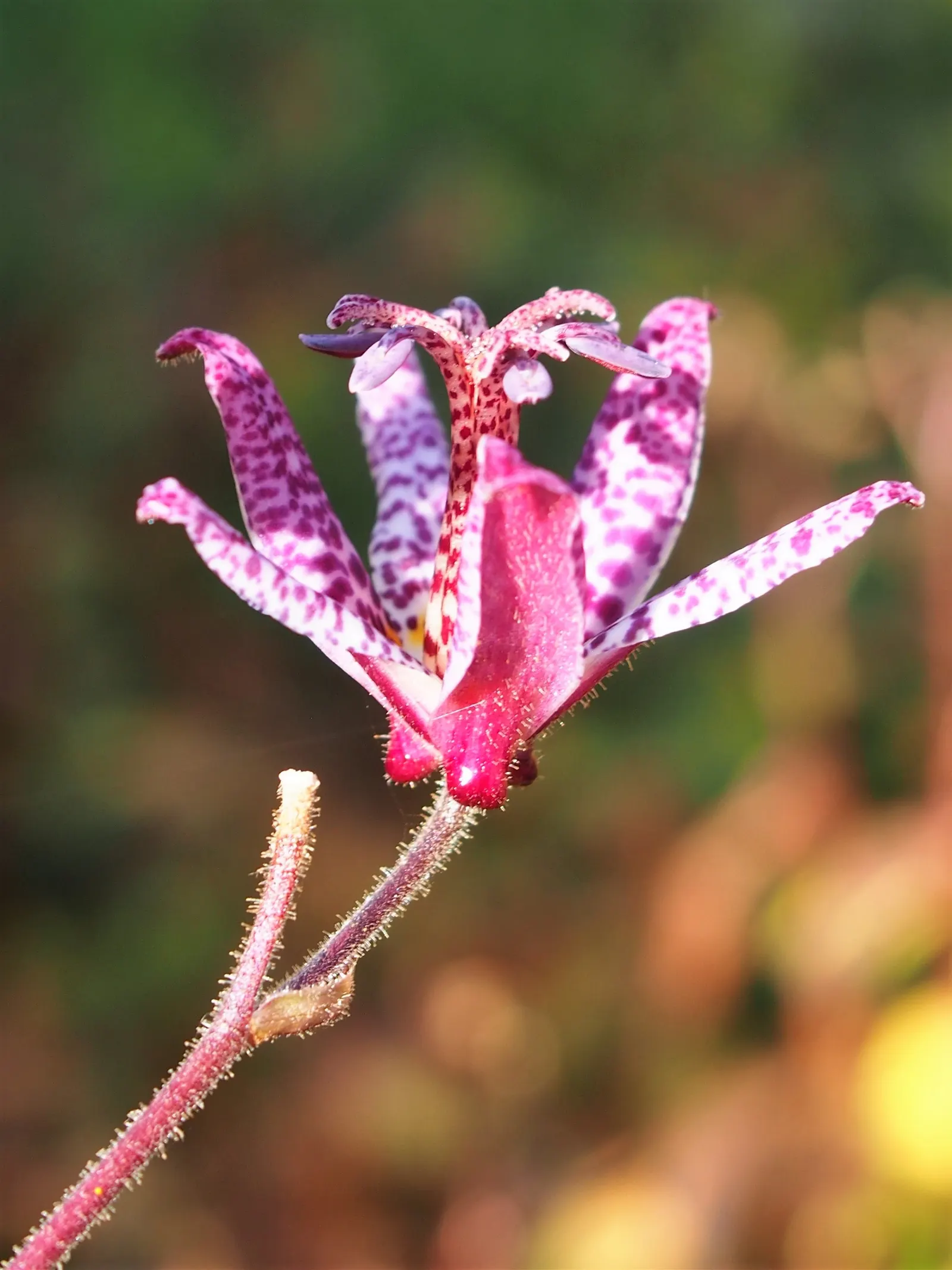 Toad Lily (Tricyrtis Hirta) — commonly known as Toad Lily; reaching 2 to 3 feet in height and spreading up to 2 feet wide, image 109