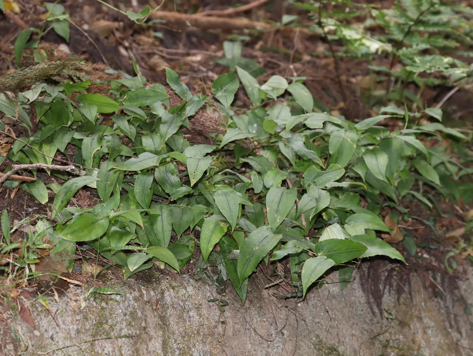 Toad Lily (Tricyrtis Hirta) — Its unique blooms and graceful arching stems add a touch of elegance to woodland gardens and shaded borders, image 86