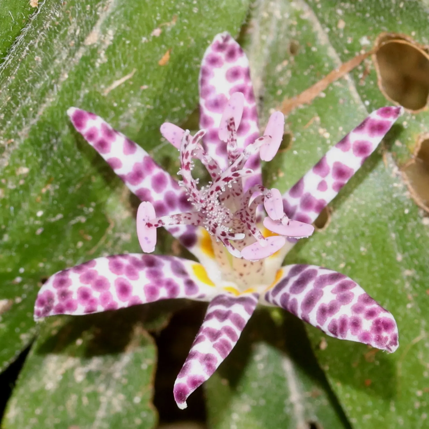 Toad Lily (Tricyrtis Hirta) — providing a burst of color when many other plants are fading; commonly known as Toad Lily, image 97