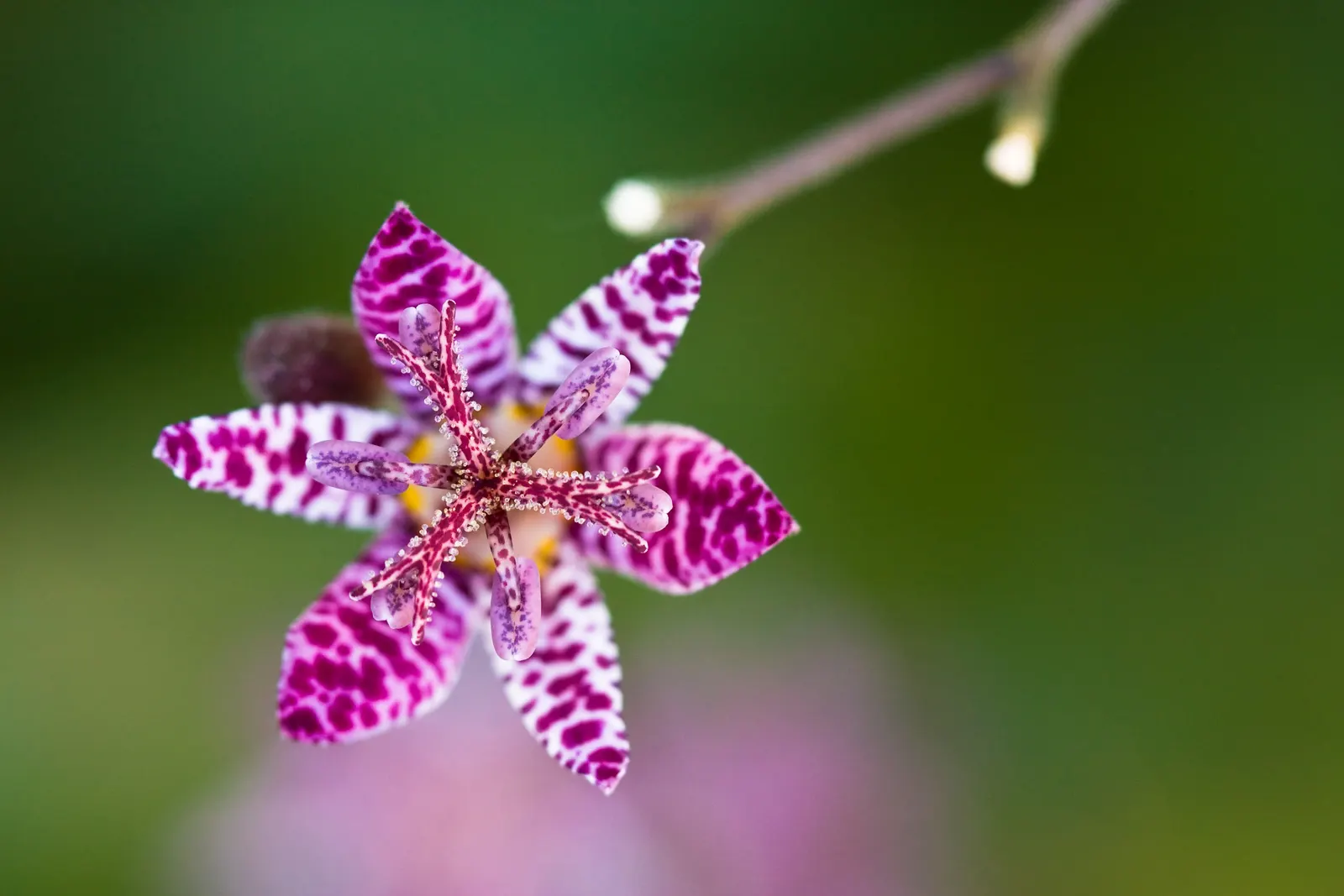 Toad Lily (Tricyrtis Hirta) — enriching the biodiversity of the space; providing a burst of color when many other plants are fading, image 103