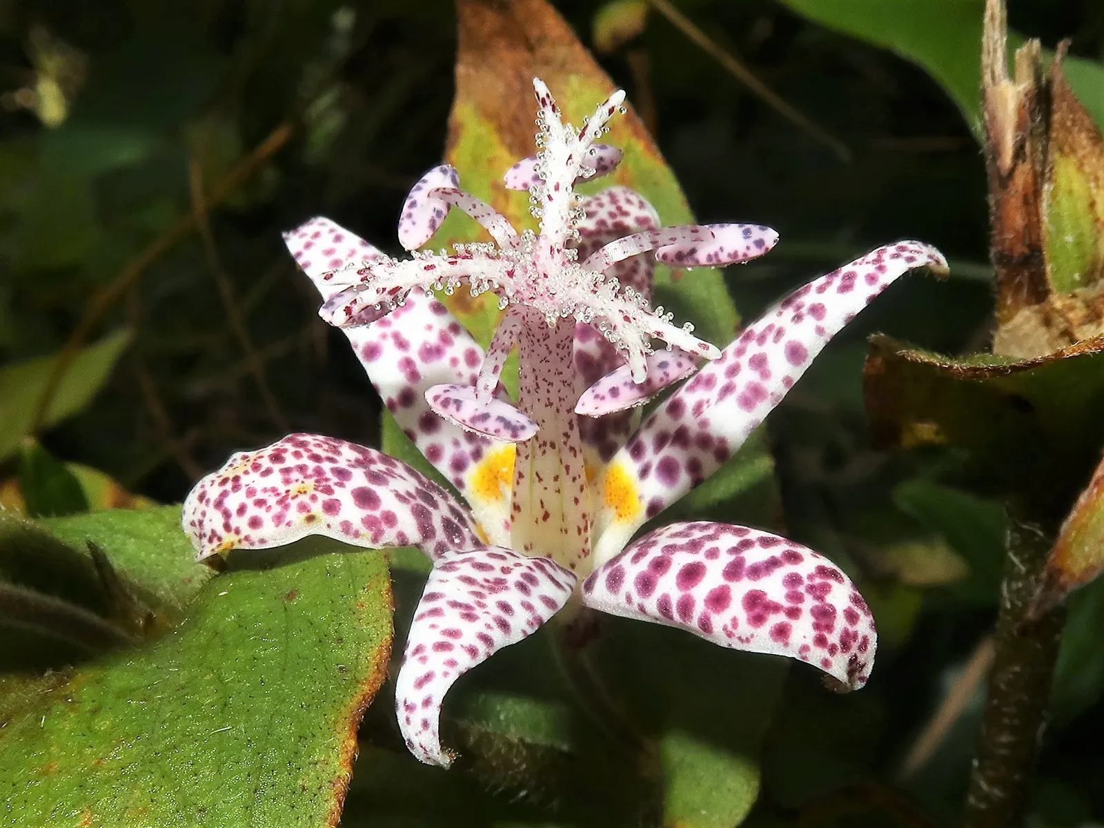 Toad Lily (Tricyrtis Hirta) — glossy green leaves that can be up to 6 inches long; enriching the biodiversity of the space, image 73