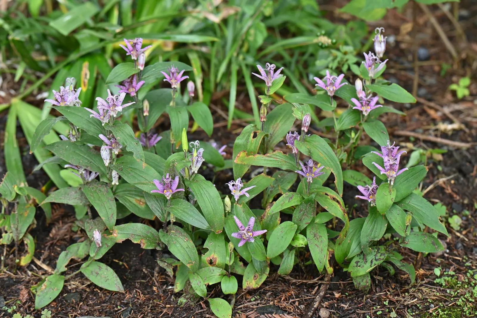Toad Lily (Tricyrtis Hirta) — speckled flowers appear in late summer to fall; this plant requires consistent moisture, with weekly watering advised, image 123