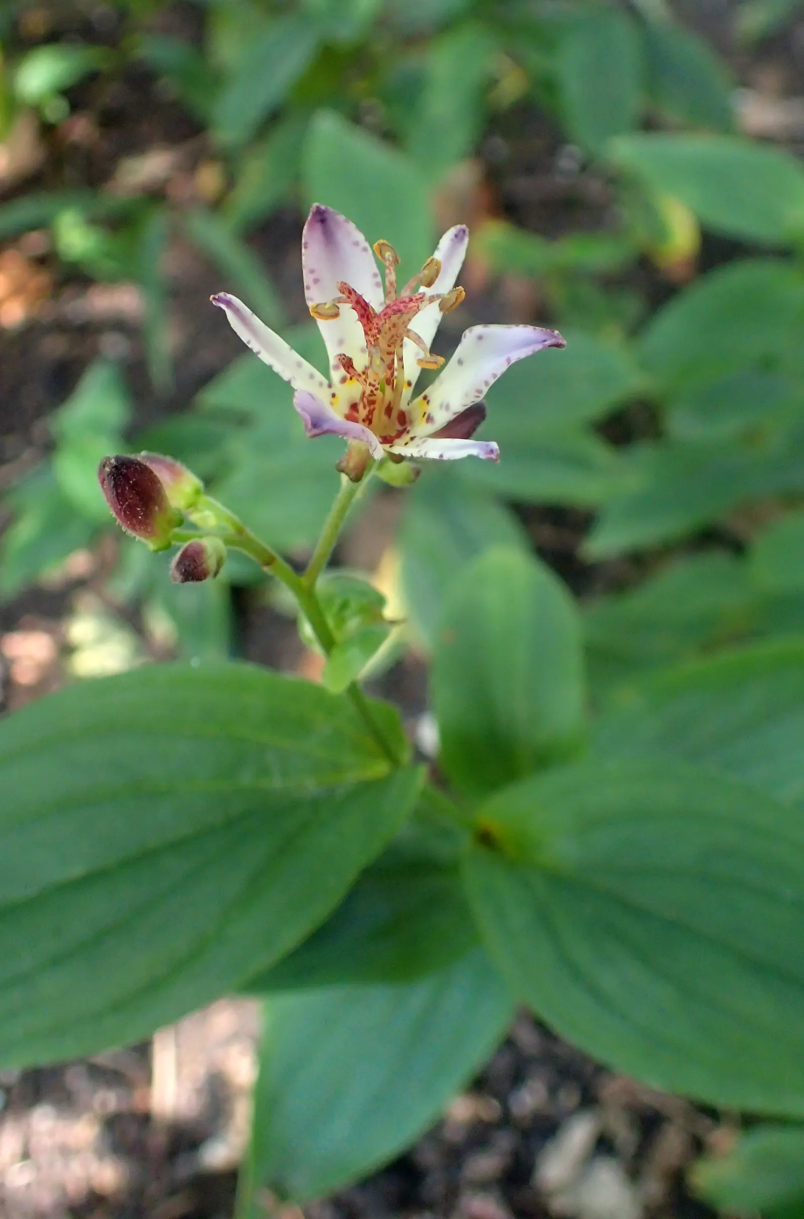 Toad Lily (Tricyrtis Hirta) — blooming in late summer to fall; under the canopy of larger trees or even nestled on the north side of buildings, image 83