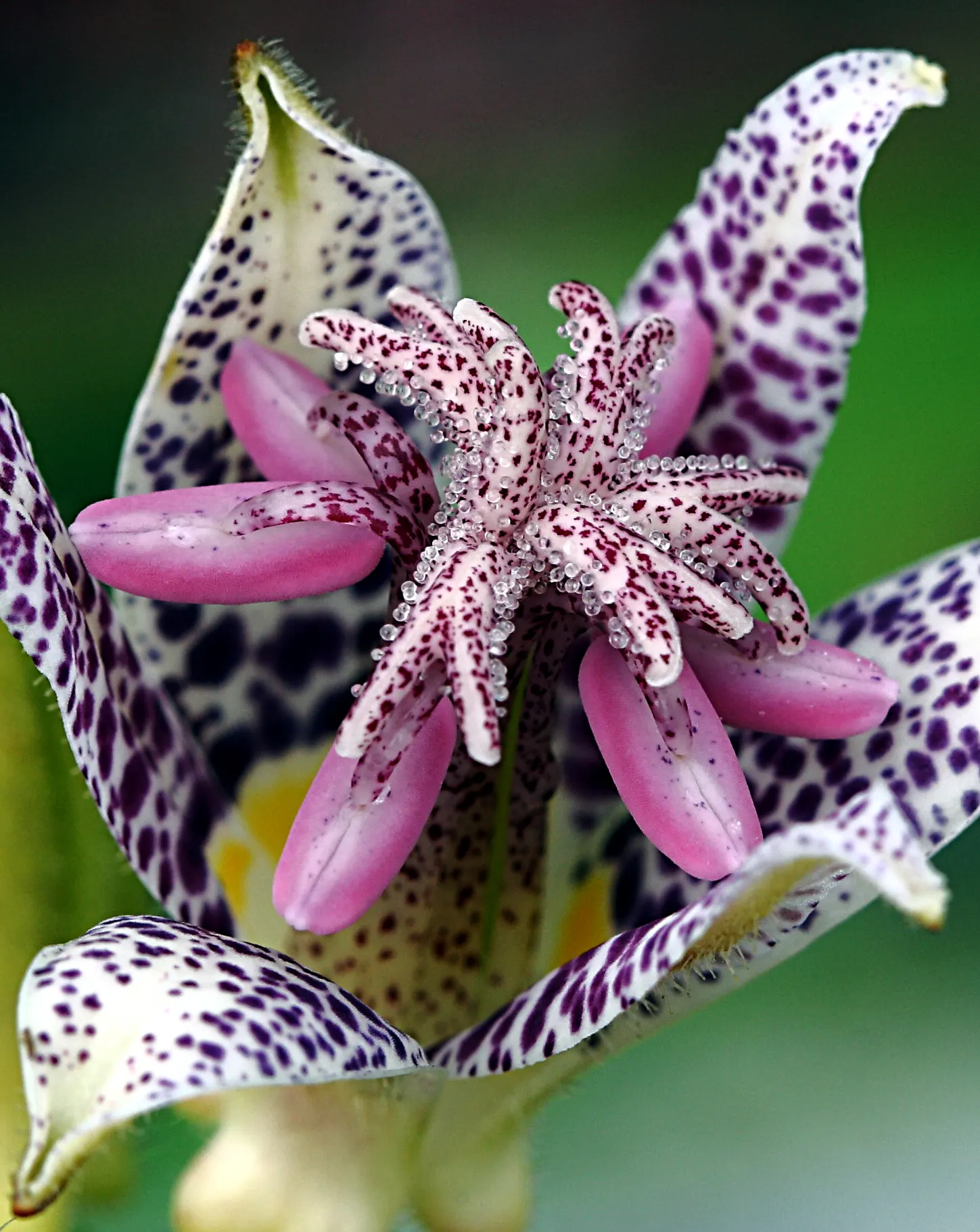 Toad Lily (Tricyrtis Hirta) — preferring locations with dappled shade to full shade; making it an ideal understory plant that adds texture and, image 64