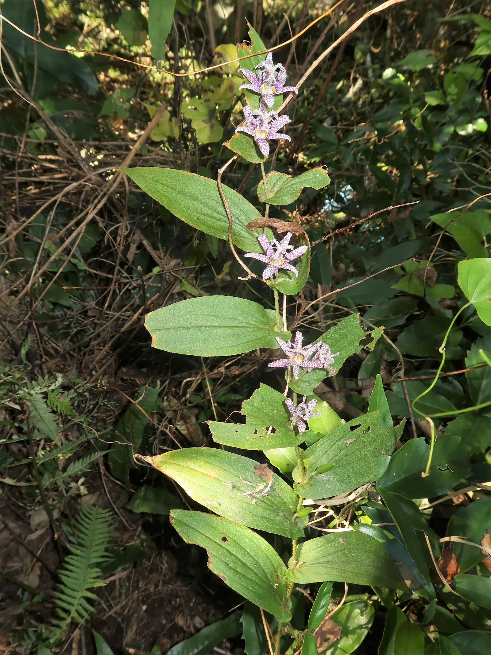 Toad Lily (Tricyrtis Hirta) — arranged in an alternating pattern along arching stems; blooming in late summer to fall, image 74